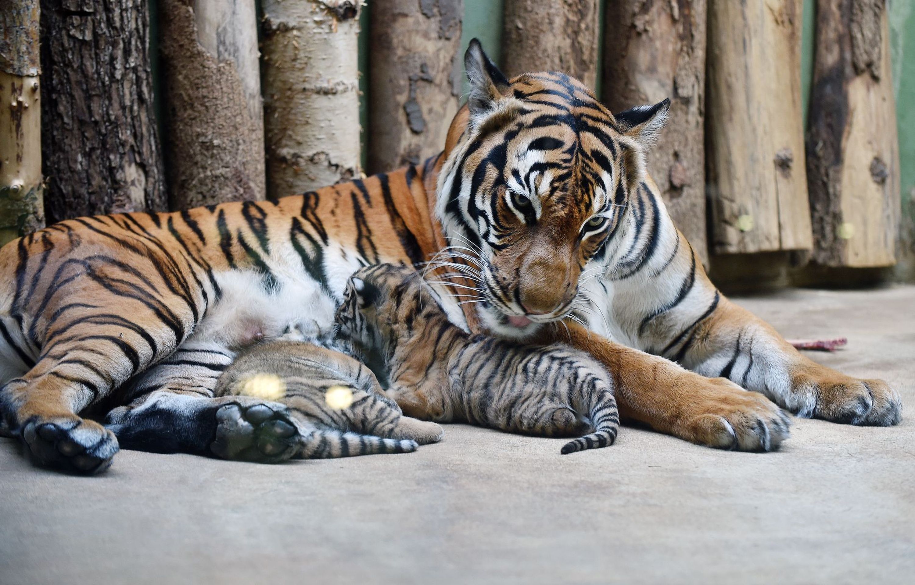 Mláďata tygra malajského v Zoo Praha - 6 - GALERIE: Mláďata tygra malajského v Zoo Praha (9/23)