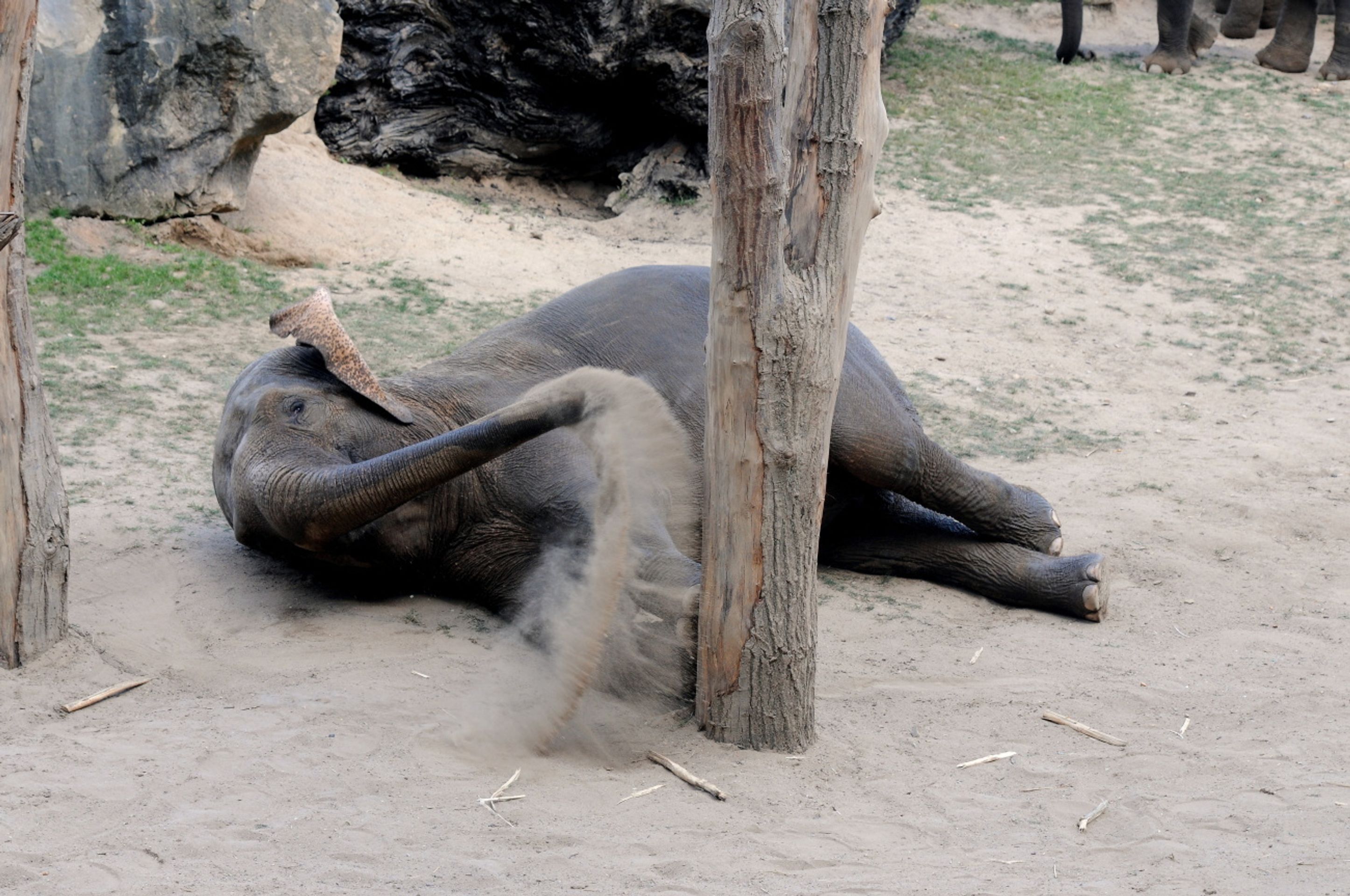 Zoo Praha - 5 - GALERIE: koupání slonů v písku (5/5)