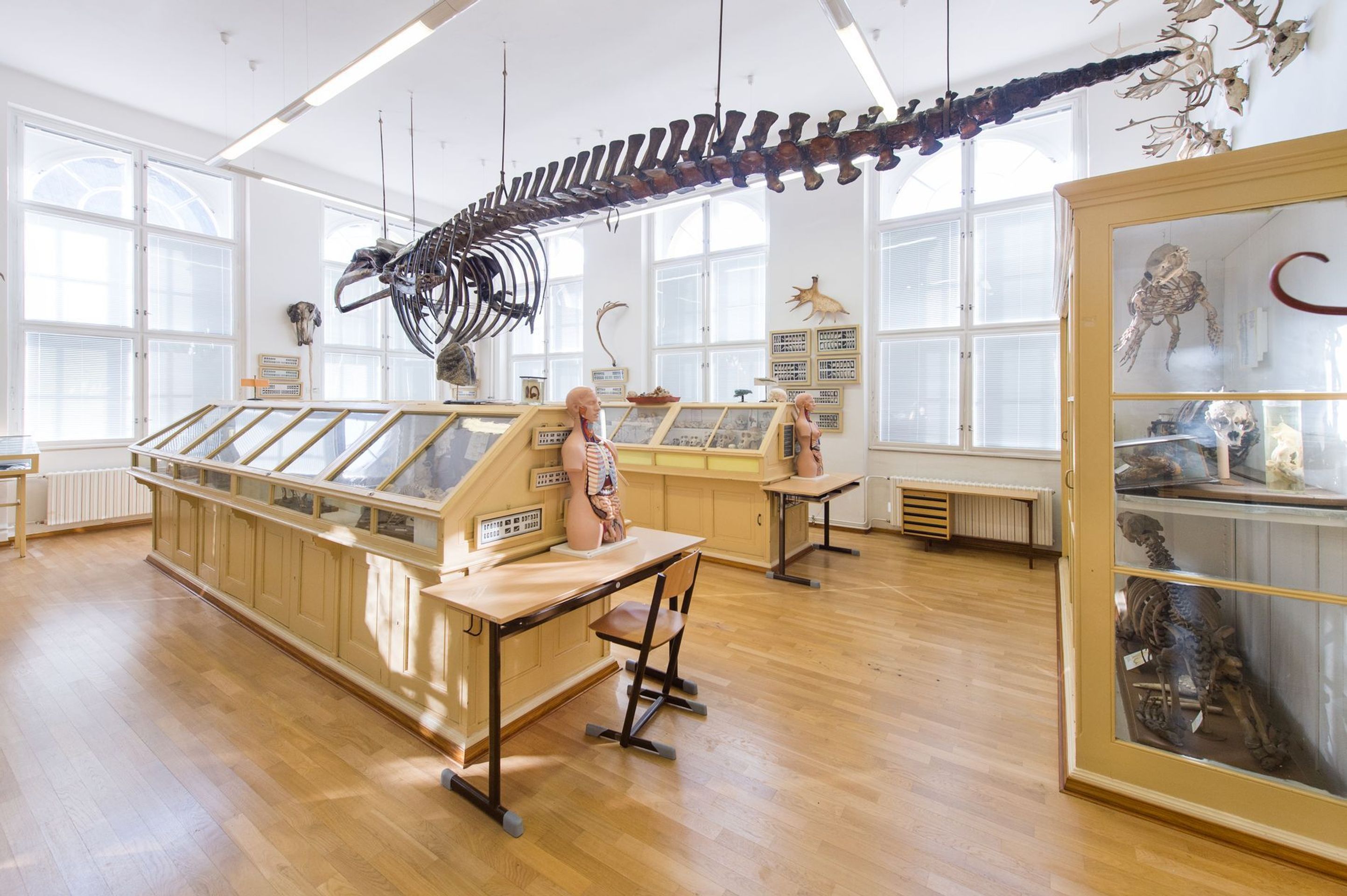 Muzeum normální a srovnávací anatomie - 6 - GALERIE: Muzeum normální a srovnávací anatomie (9/21)