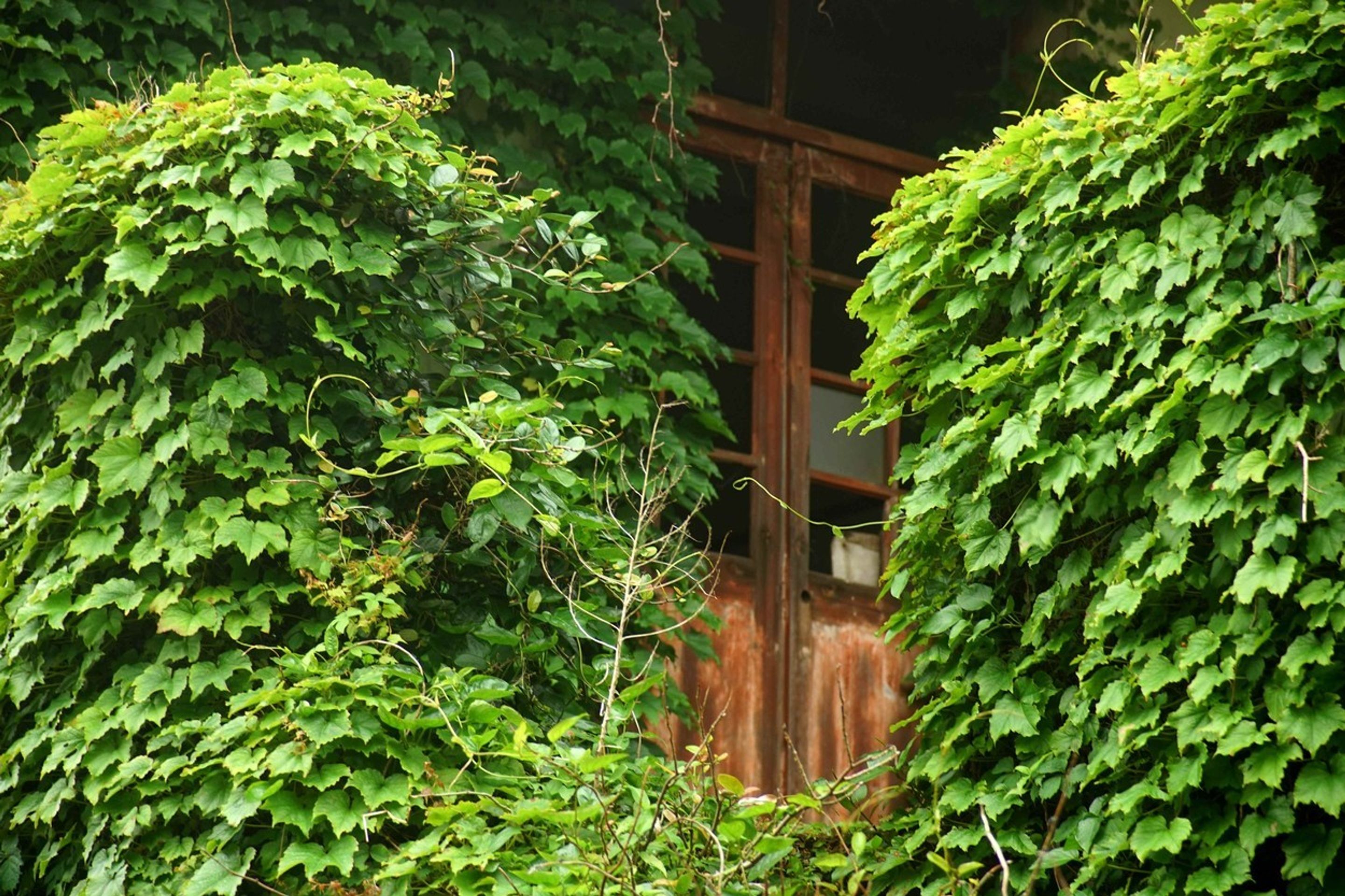Čínská vesnice, kterou pomalu pohlcuje okolní příroda - 6 - GALERIE: Opuštěnou vesnici znovu pohlcuje divočina (5/10)