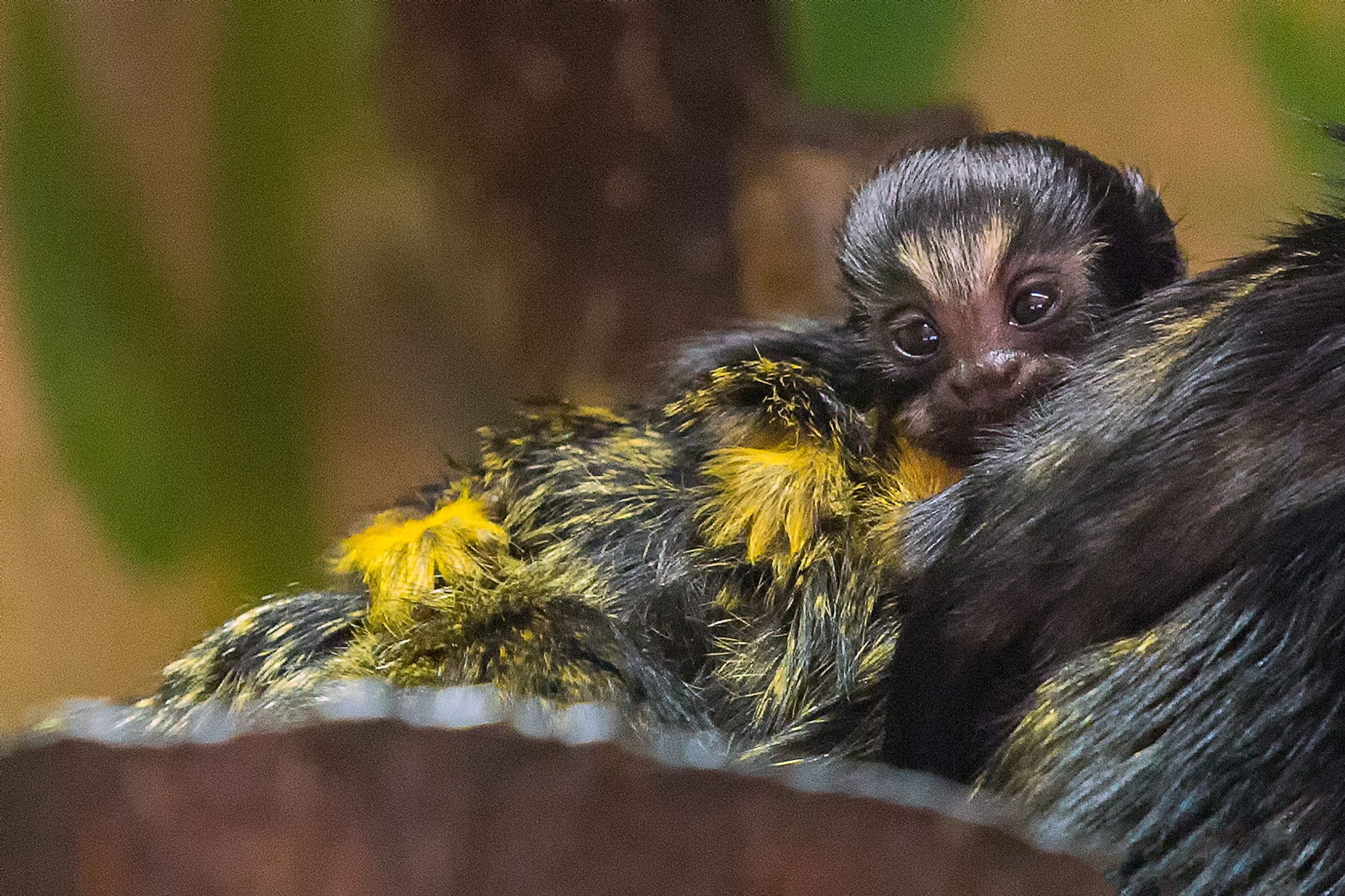 Dvojčata tamarína žlutorukého z brněnské zoo - 2 - GALERIE: Dvojčata tamarína žlutorukého z brněnské zoo (2/3)
