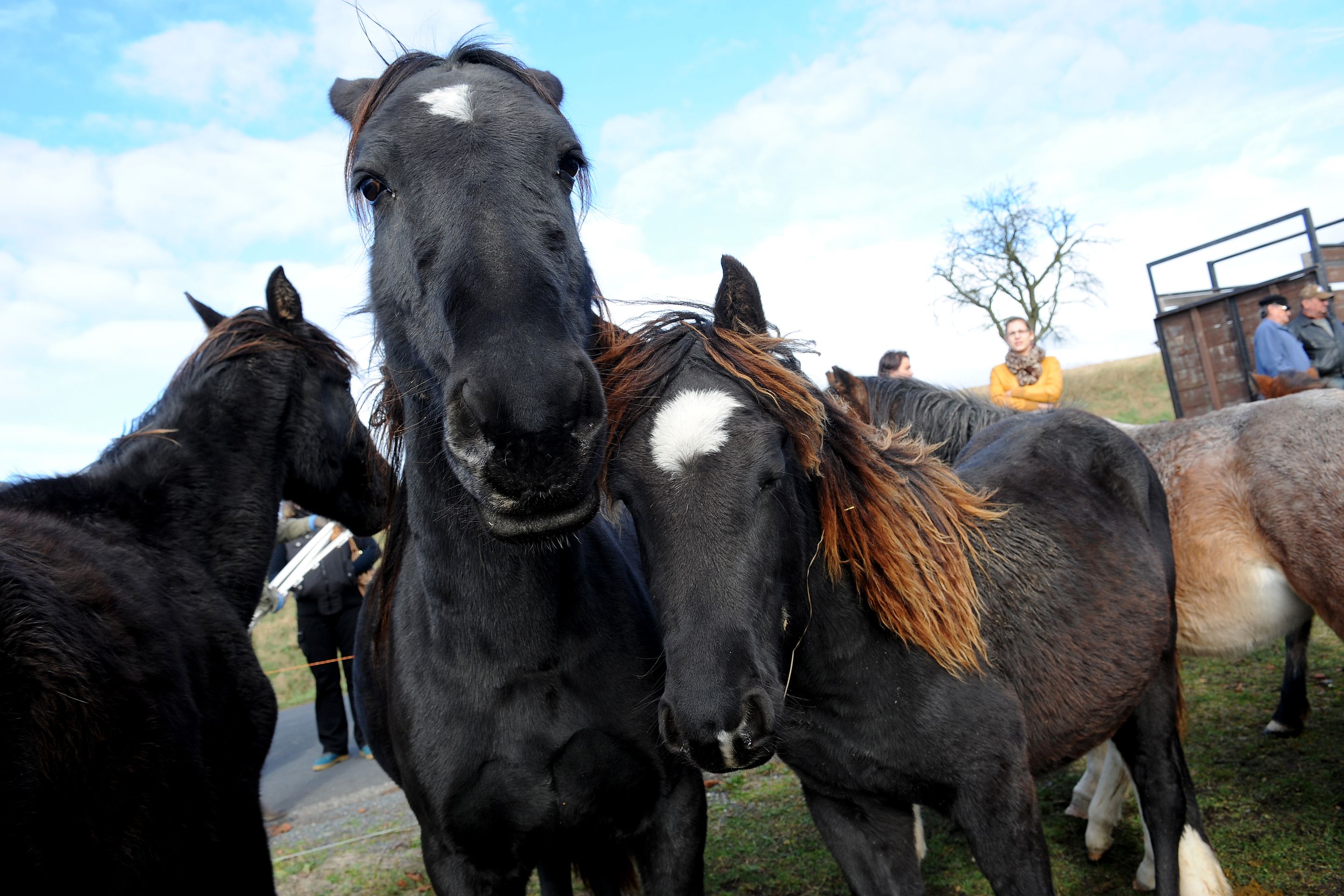Dražba týraných koní - GALERIE: Podívejte se na zubožené koně, kteří dnes byli v aukci (10/19)