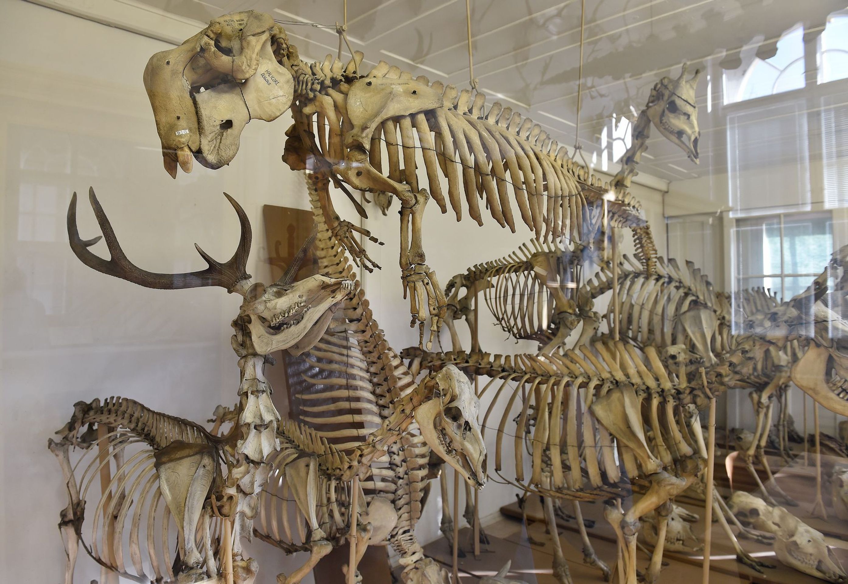 Muzeum normální a srovnávací anatomie - 2 - GALERIE: Muzeum normální a srovnávací anatomie (5/21)