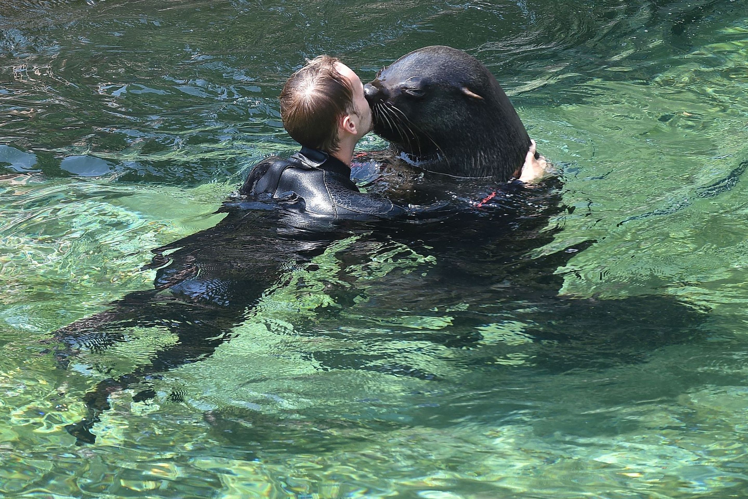 Cvičení lachtanů v ZOO Praha - 12 - GALERIE: Cvičení lachtanů v ZOO Praha (12/12)