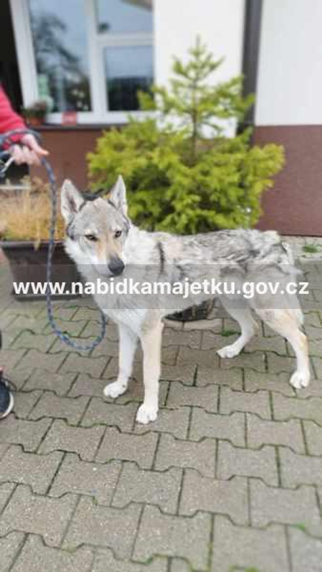 Československý vlčák Odin (3) - Prodej majetku (7/31)