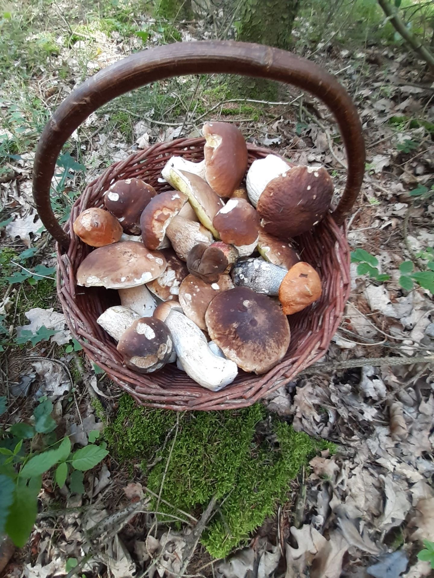 Úlovek mykologa Hejla - Hejlovy houby (2/5)
