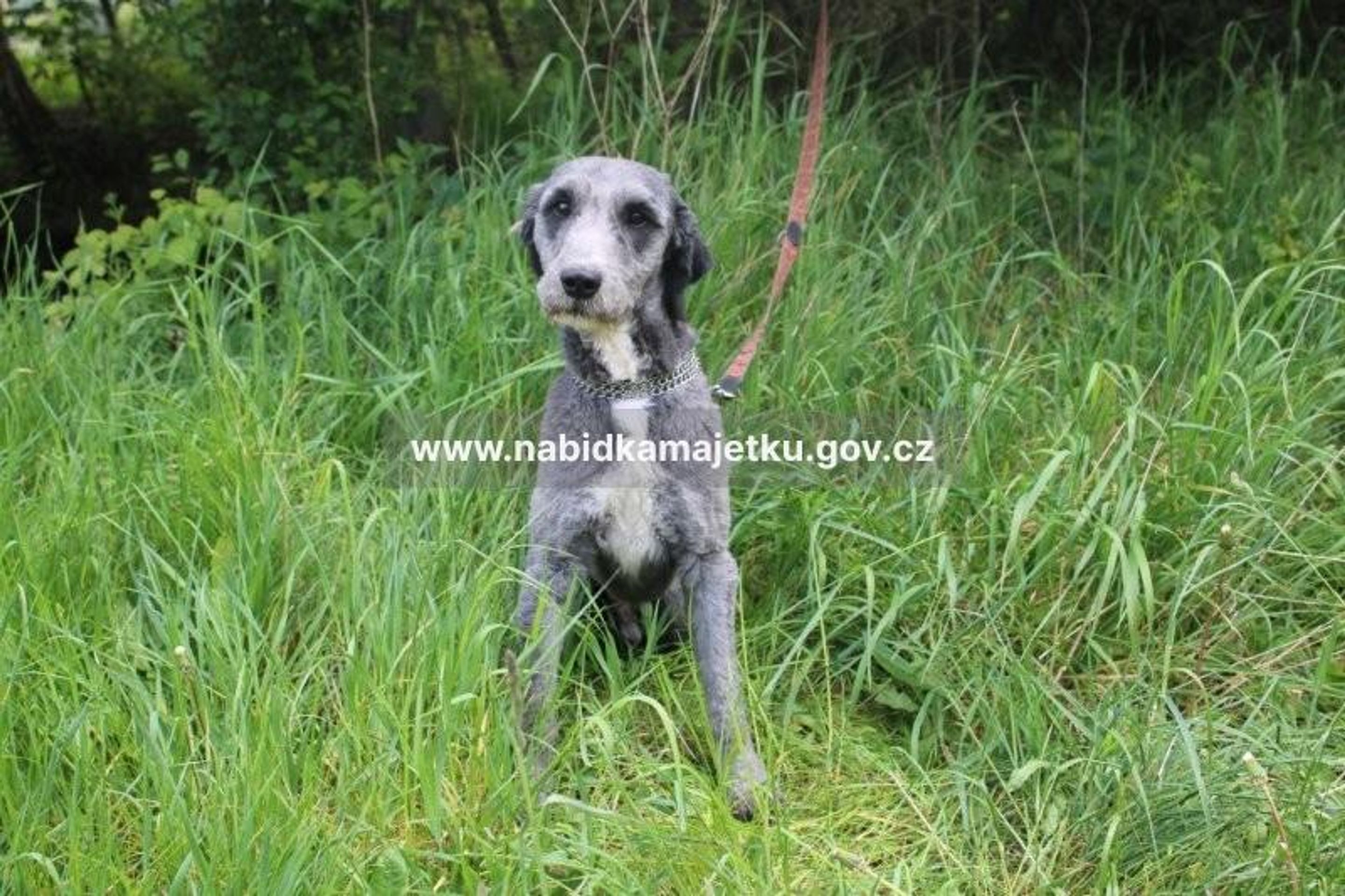 Don je starý asi rok a půl, jde o křížence retrívra a briarda (4) - Majetek nabízený státem (12/25)