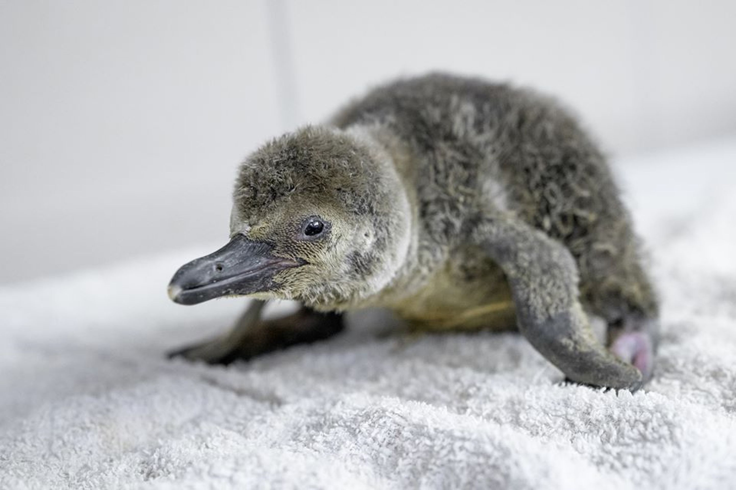 Malý tučňák se narodil v pražské zoo - 3 - GALERIE: Malý tučňák se narodil v pražské zoo (3/3)