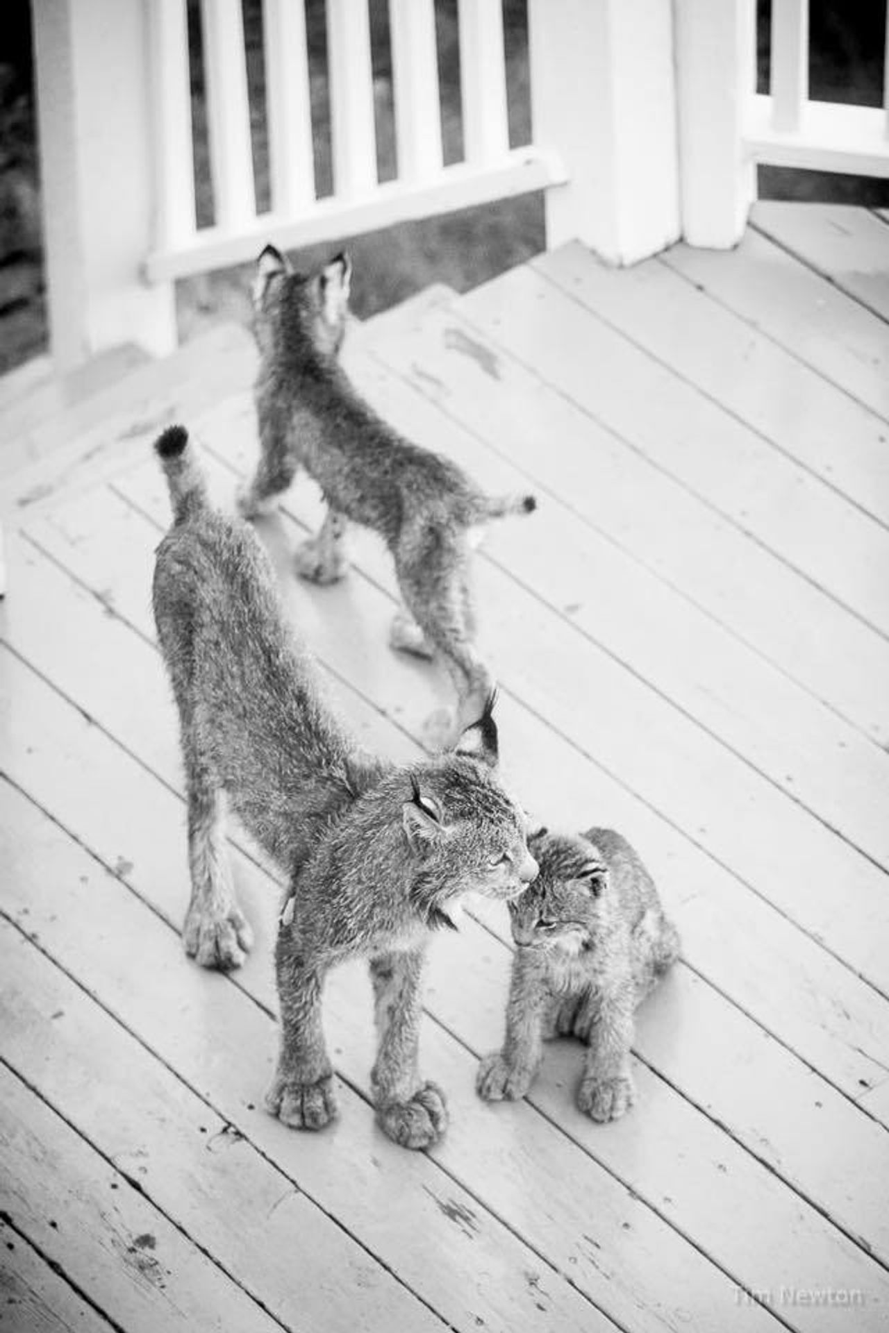 Rysové skotačili na verandě fotografa - 10 - GALERIE: Rysové skotačili na verandě fotografa (10/12)