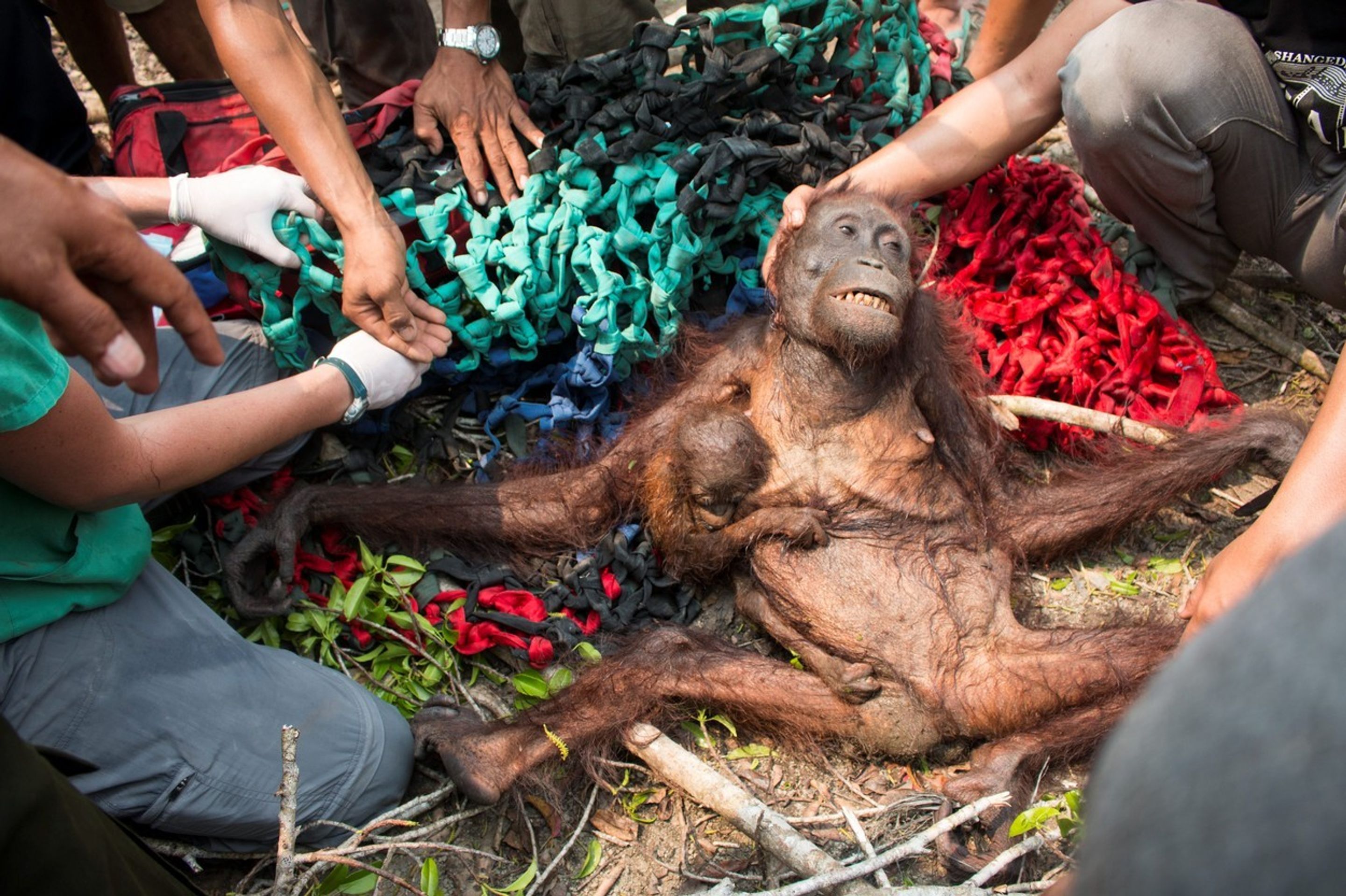Samici orangutana s mládětem se podařilo útect před ohněm i vesničany - 1 - GALERIE: Samici orangutana s mládětem se podařilo útect před ohněm i vesničany (1/4)