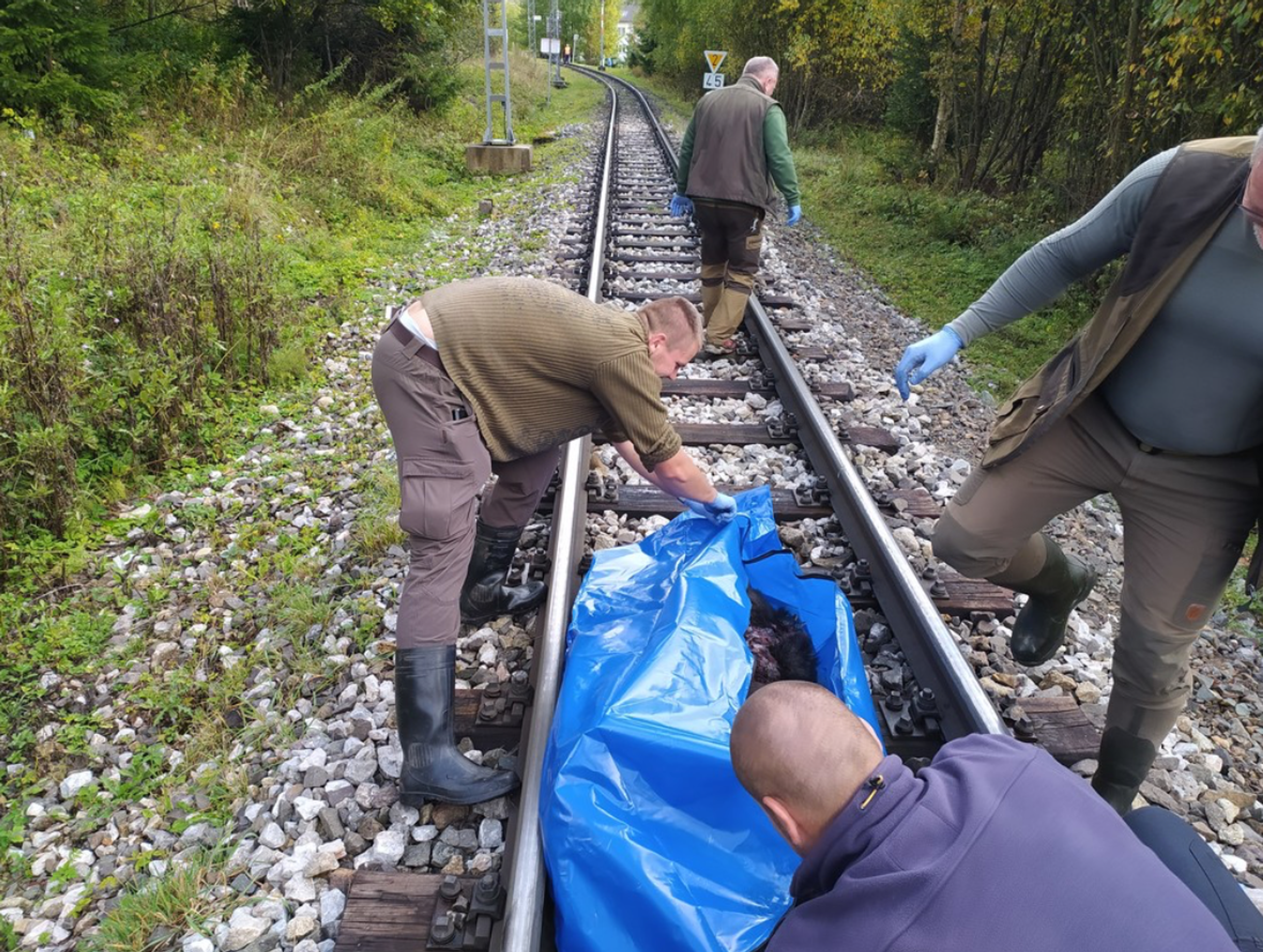 Medvědici na Slovensku přejela tramvaj - Medvědici v Tatrách zabila tramvaj (2/3)