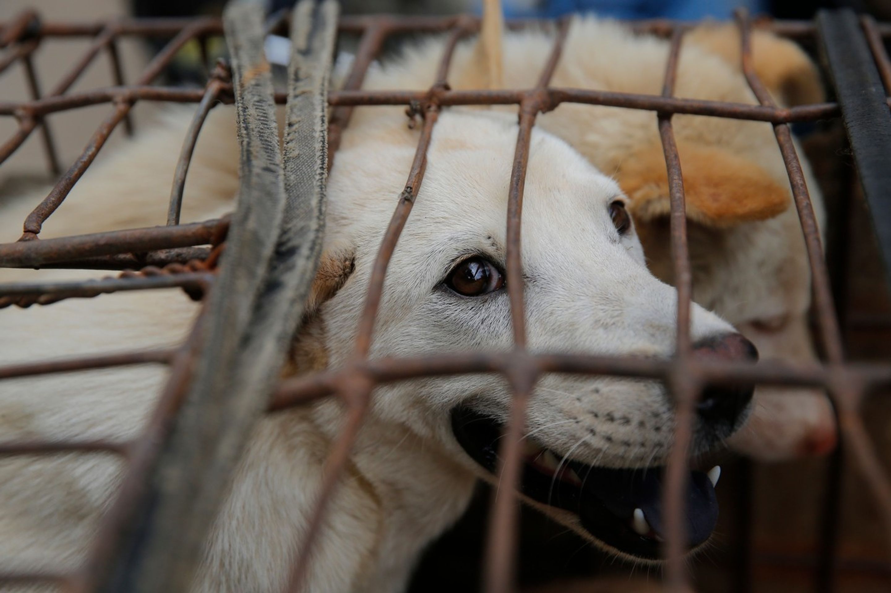 Festival psího masa v Jü-linu 2016 - 2 - GALERIE: Festival psího masa v Yulinu 2016 (2/6)