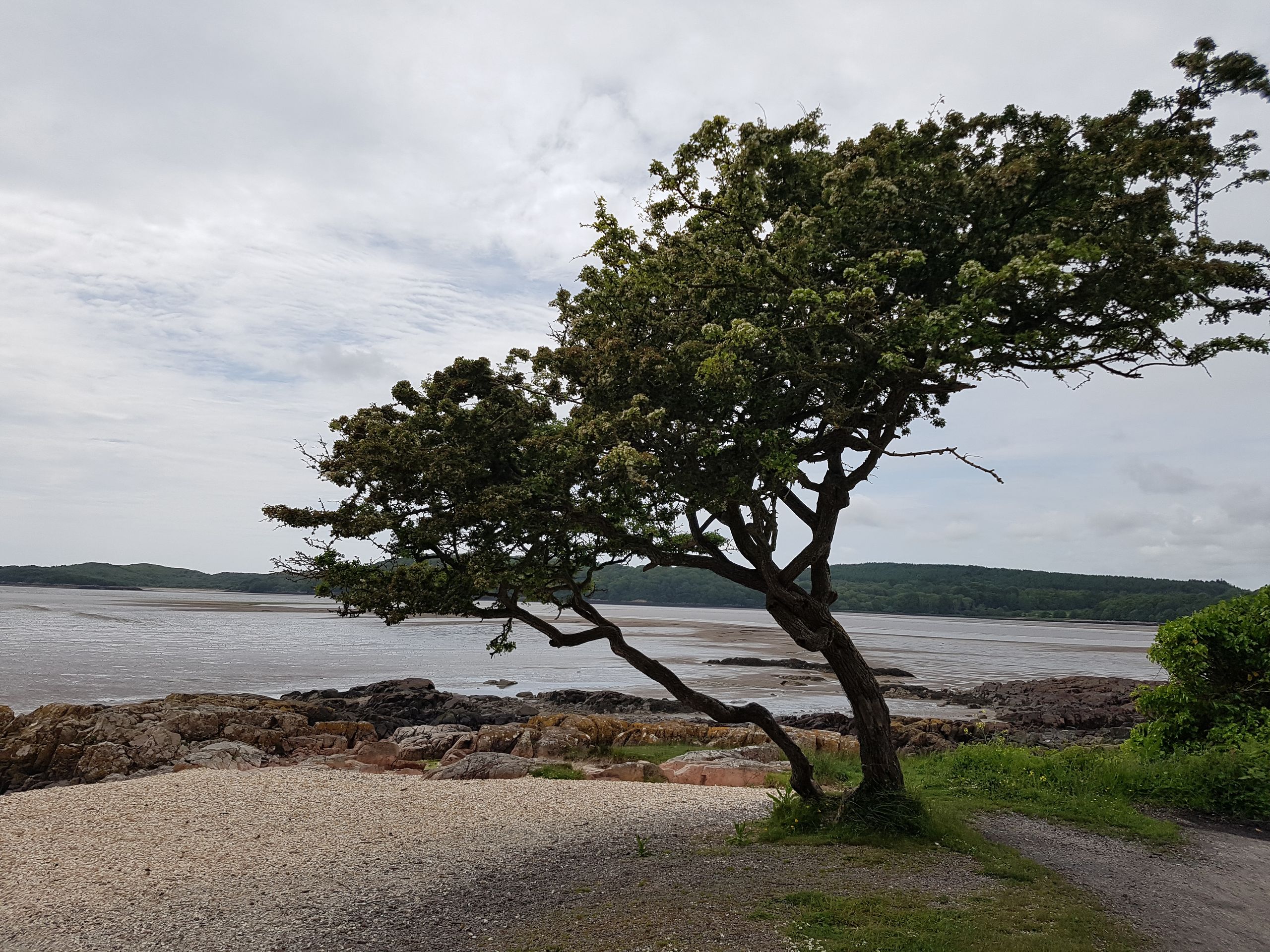 Evropský strom - Velká Británie - Evropský strom (13/16)
