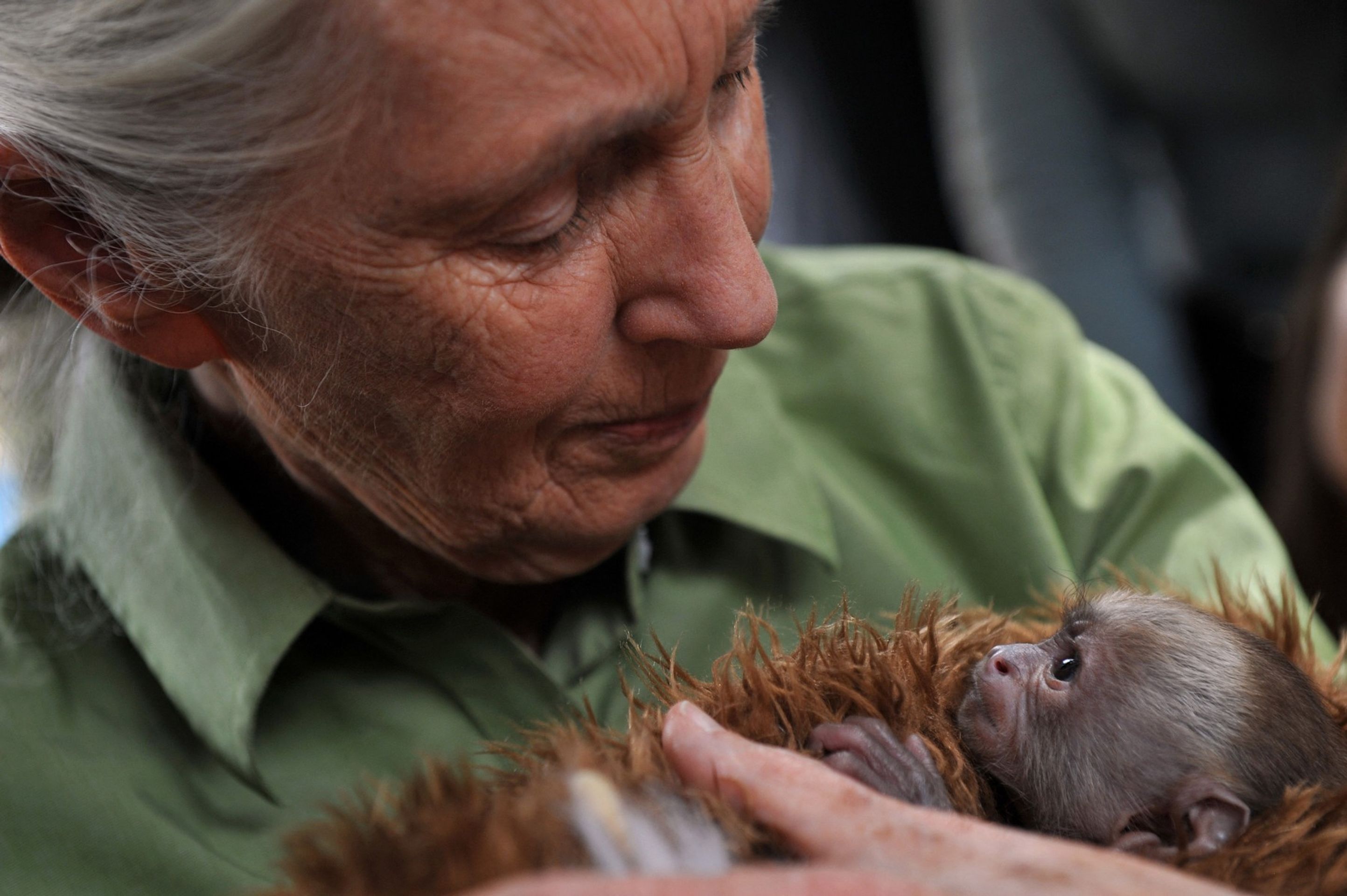Jane Goodallová - Jane Goodallová (1/5)