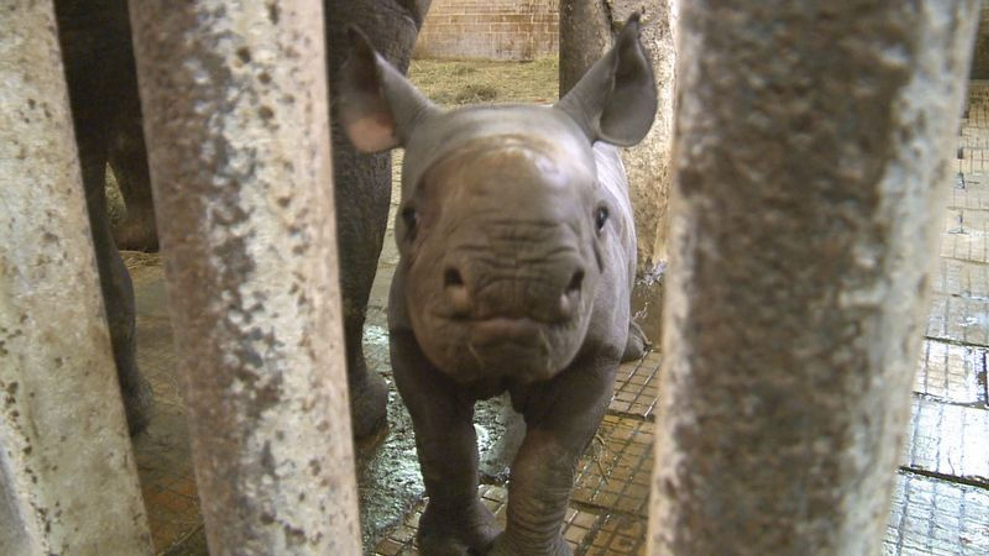 Mládě nosorožce - 1 - GALERIE: Narozená mláďata nosorožce v zoo ve Dvoře Králové (6/6)