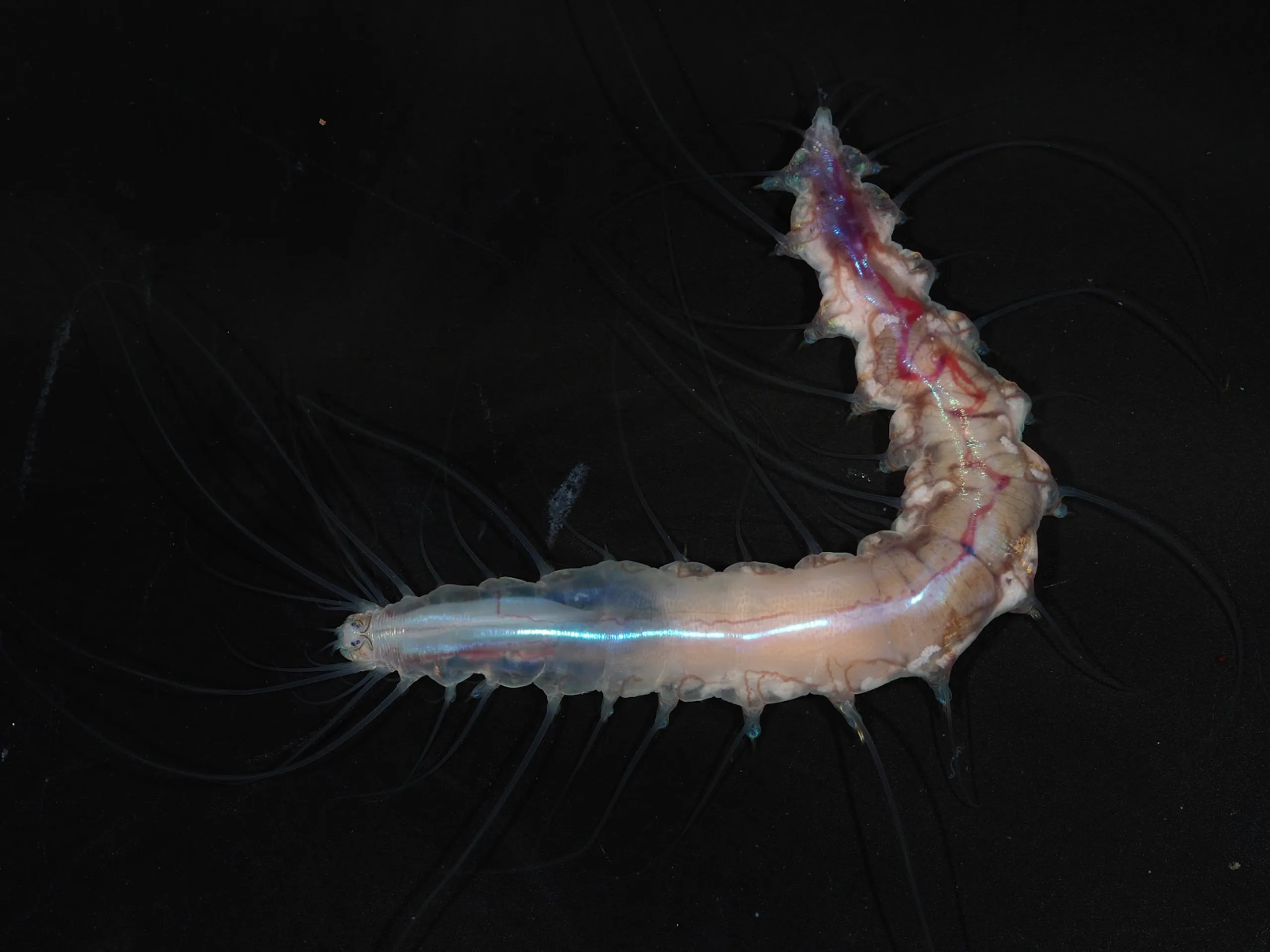 Symbiotický červ ve skleněném hradu - Nově objevené druhy (3/4)