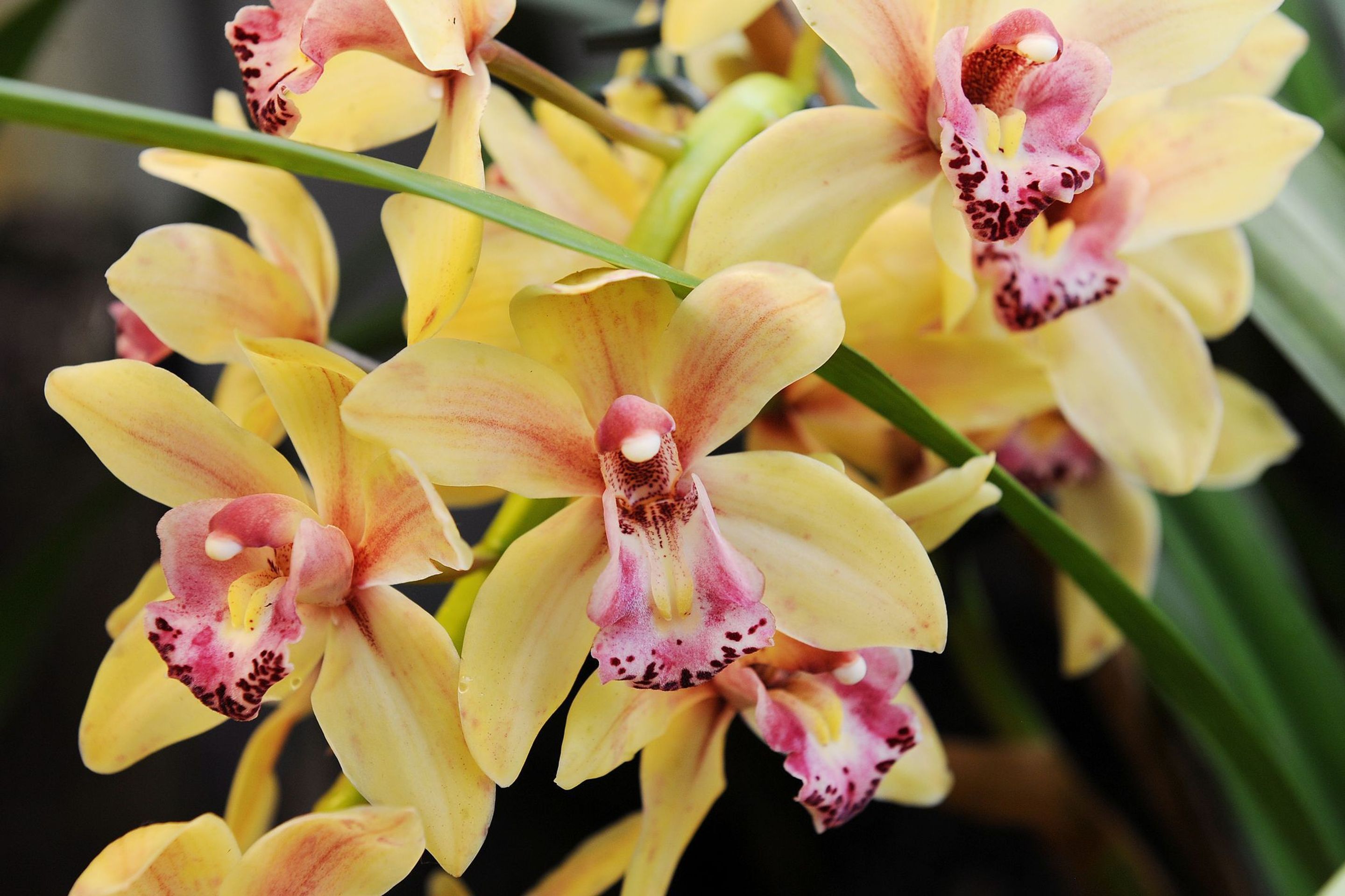 Výstava orchidejí - 6 - GALERIE: Orchideje v pražské botanické zahradě (6/29)