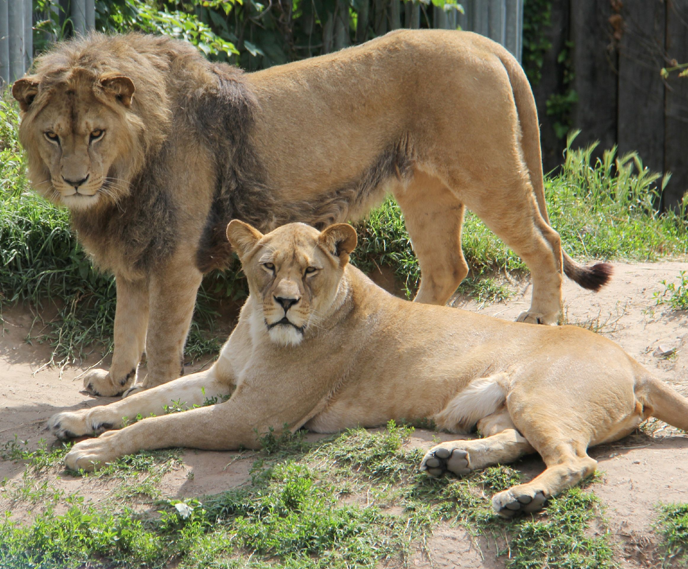 Pár lvů berberských - Lev berberský v Zoo Hodonín (5/5)