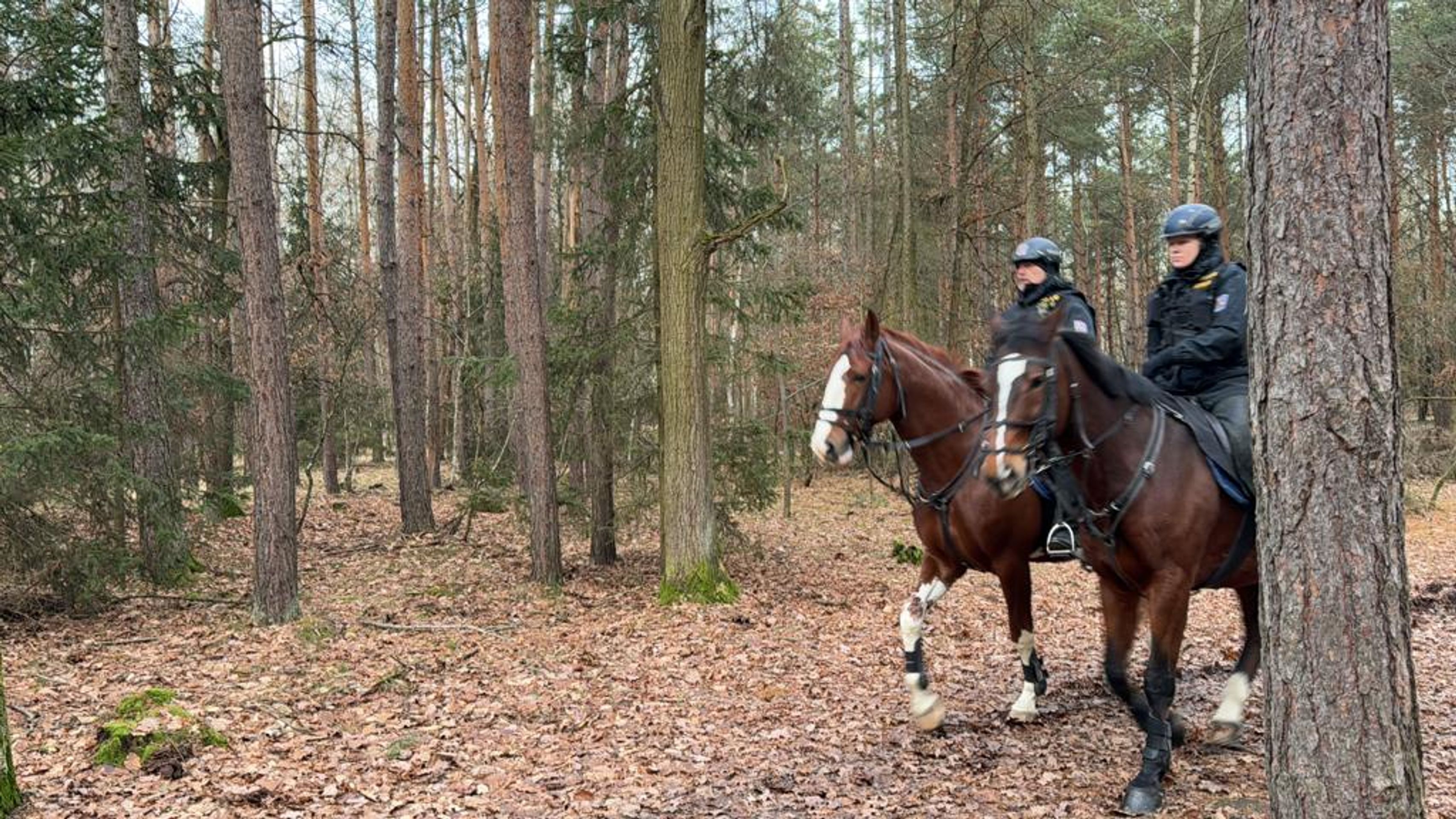 Hromadná policejní akce v Klánovicích (9) - Pátrací akce v Klánovickém lese (9/33)