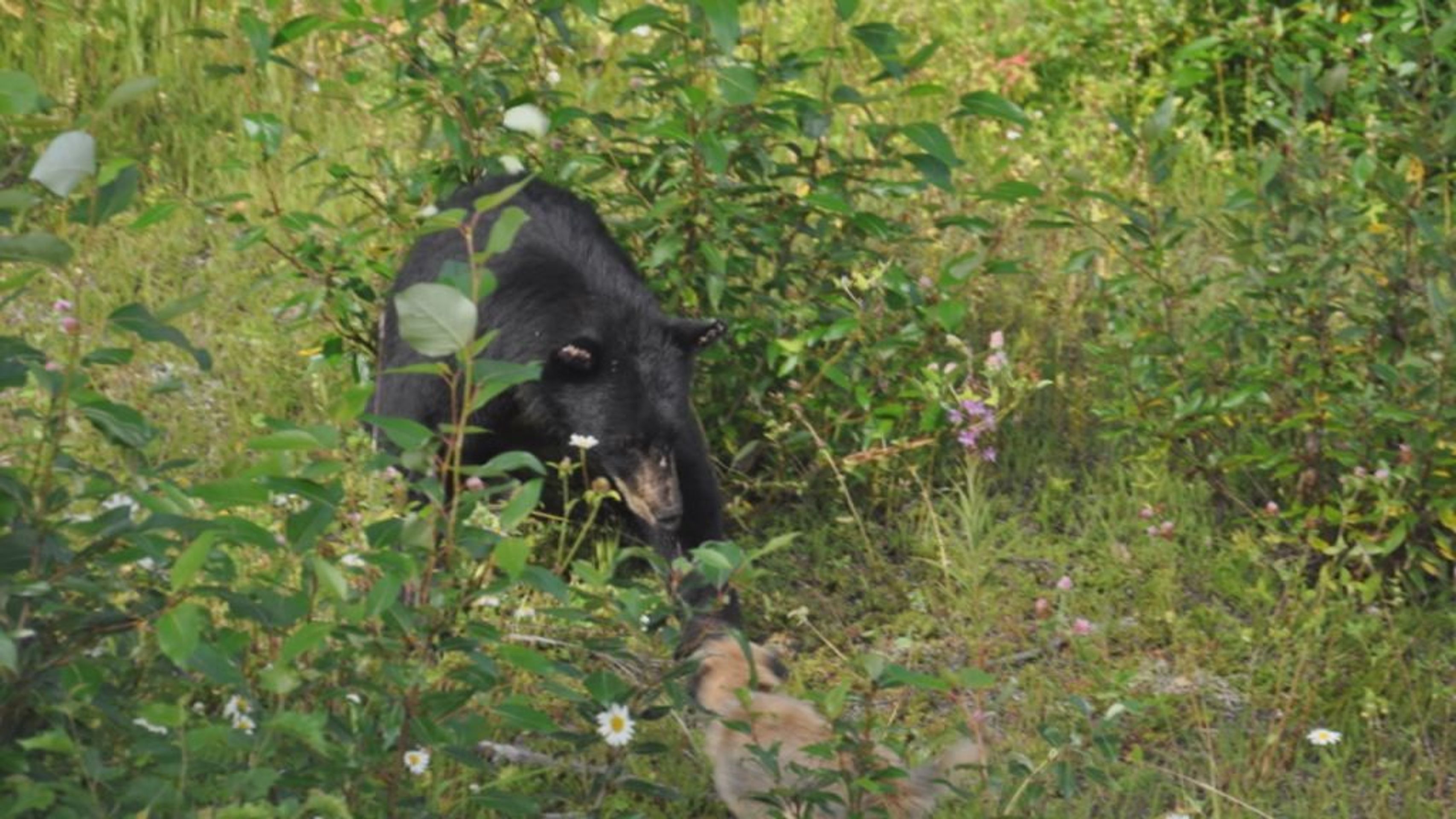 Fenka Ajka brání páníčka před medvědem v Kanadě - 7 - GALERIE: Fenka Ajka brání pánička před medvědem Baribalem v Kanadě (4/9)