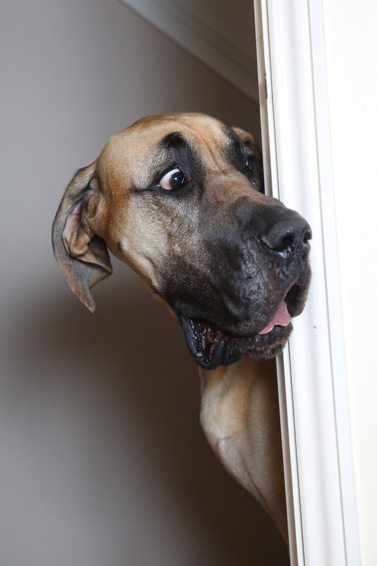 Doga Presley je neuvěřitelný strašpytel, stejně jako kreslený Scooby-Doo - 3 - GALERIE: Doga Presley je podobný strašpytel jako kreslený Scooby-Doo (3/5)