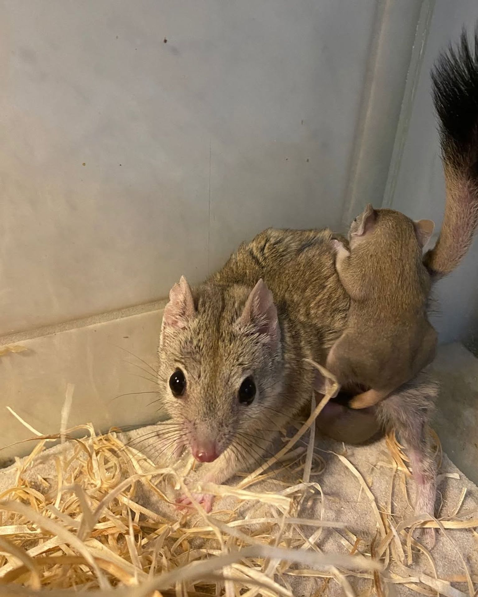 Mláďata vakorejska čtyřprstého - Mláďata vakorejska čtyřprstého (2/4)