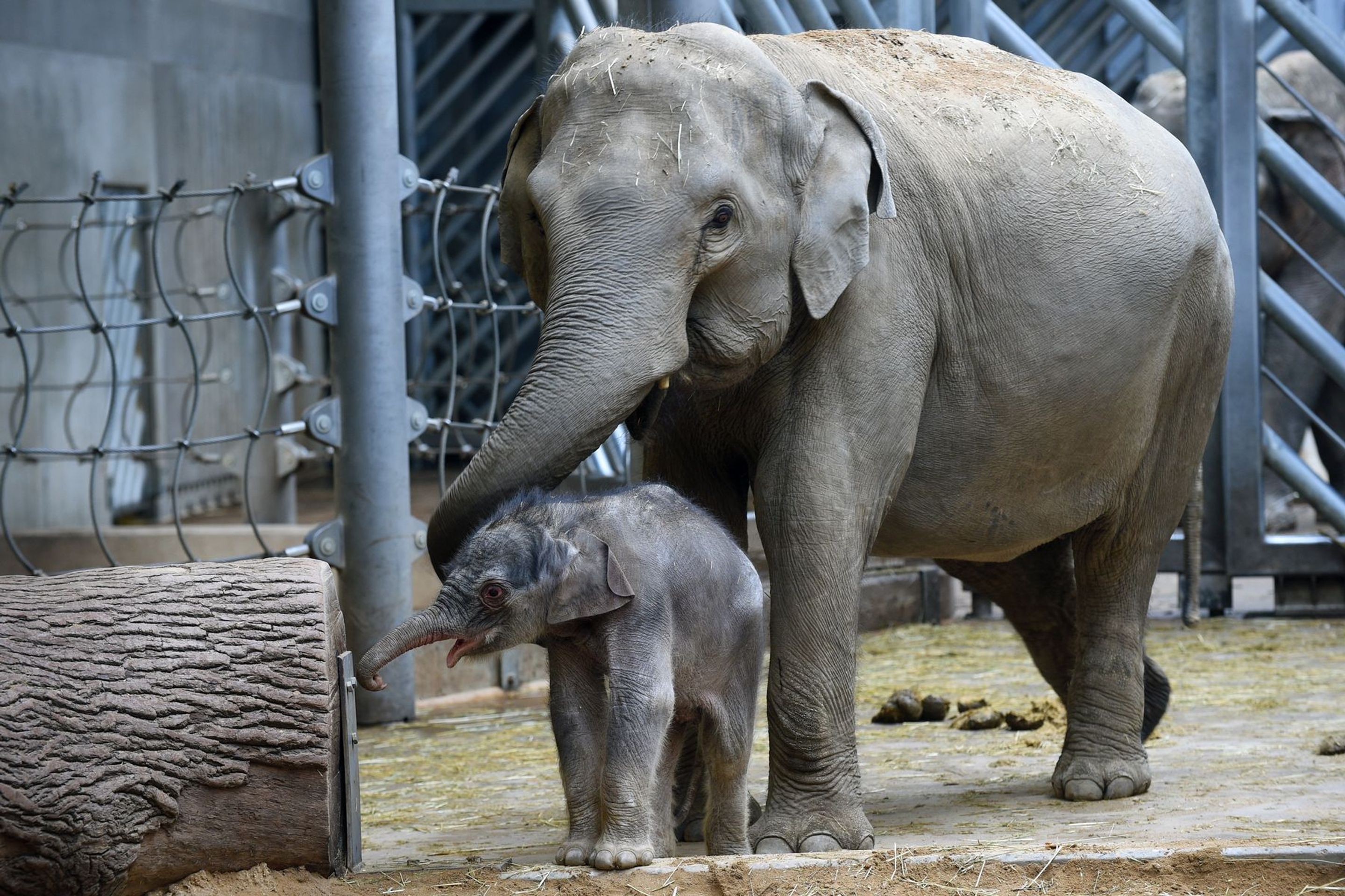 Slůně v pražské zoologické zahradě - 1 - GALERIE: Slůně v pražské zoologické zahradě (2/9)