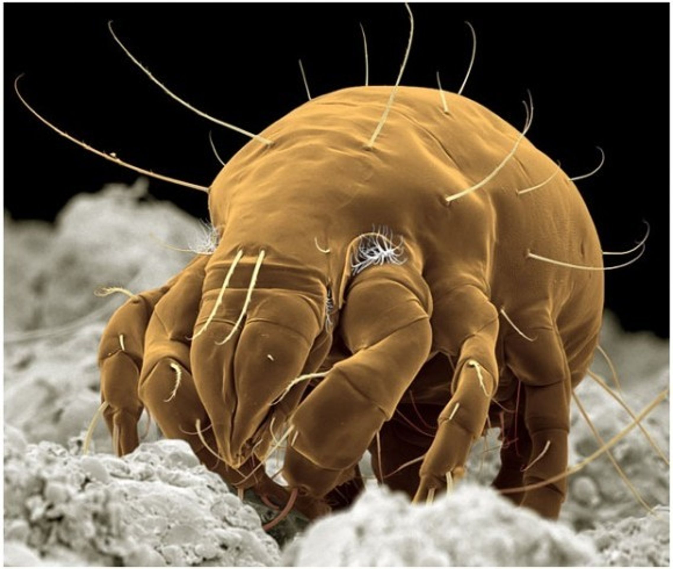 Hmyz pod elektronovým mikroskopem - 10 - GALERIE: Hmyz pod elektronovým mikroskopem (12/20)