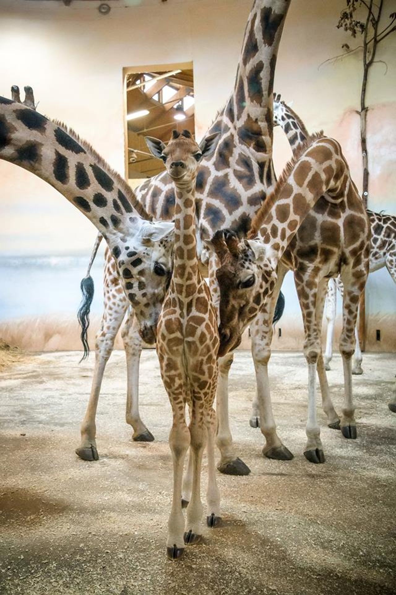 Žirafí mládě přezdívané Modelka - GALERIE: V pražské zoo přivítali na svět dvě žirafí mláďátka (2/4)