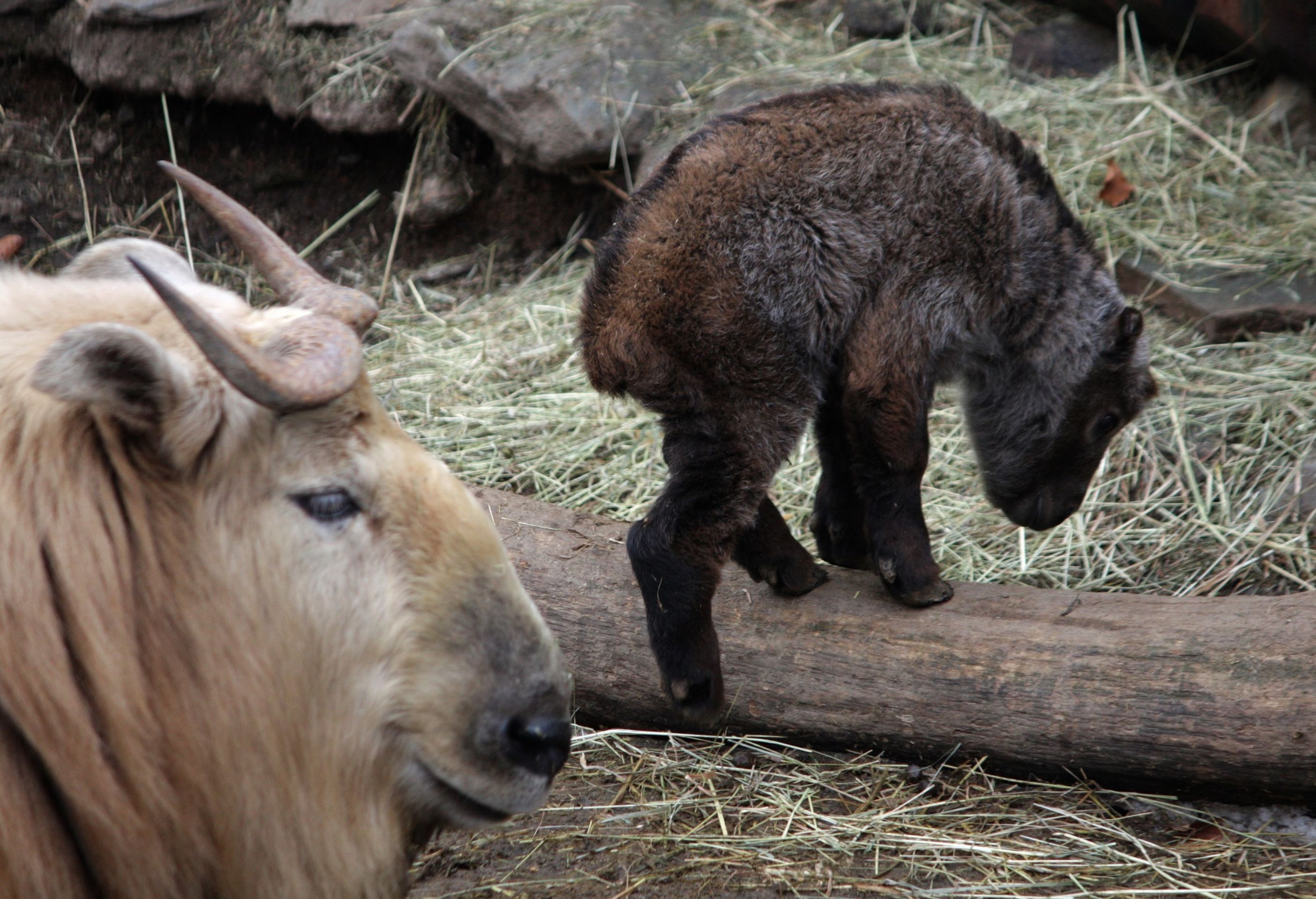 mláďata liberecké zoo - 6 - GALERIE: mláďata liberecké zoo (1/6)