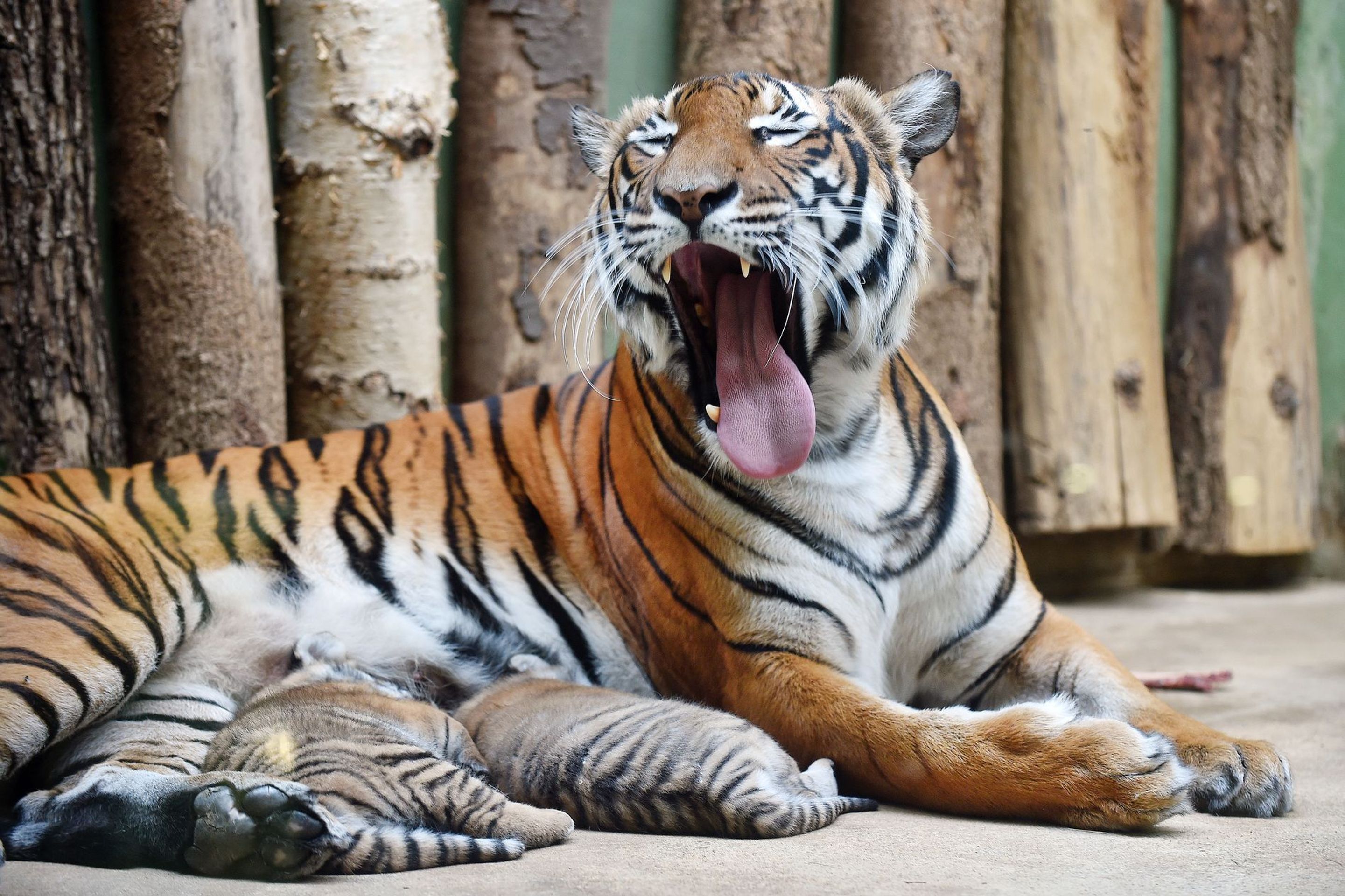Mláďata tygra malajského v Zoo Praha - 4 - GALERIE: Mláďata tygra malajského v Zoo Praha (7/23)