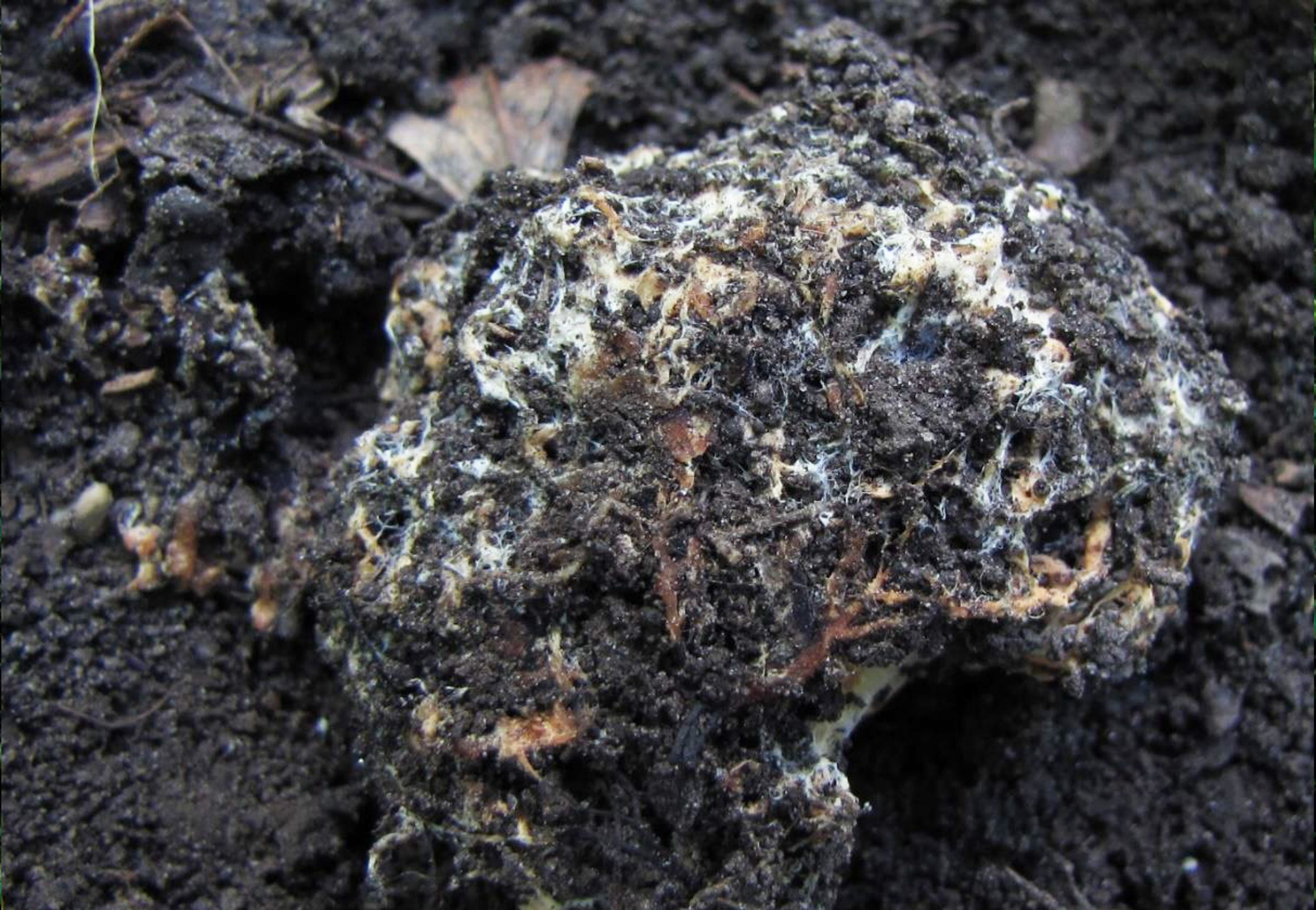 Seslička poduškovitá (Sedecula pulvinata) (2) - Seslička poduškovitá (1/3)