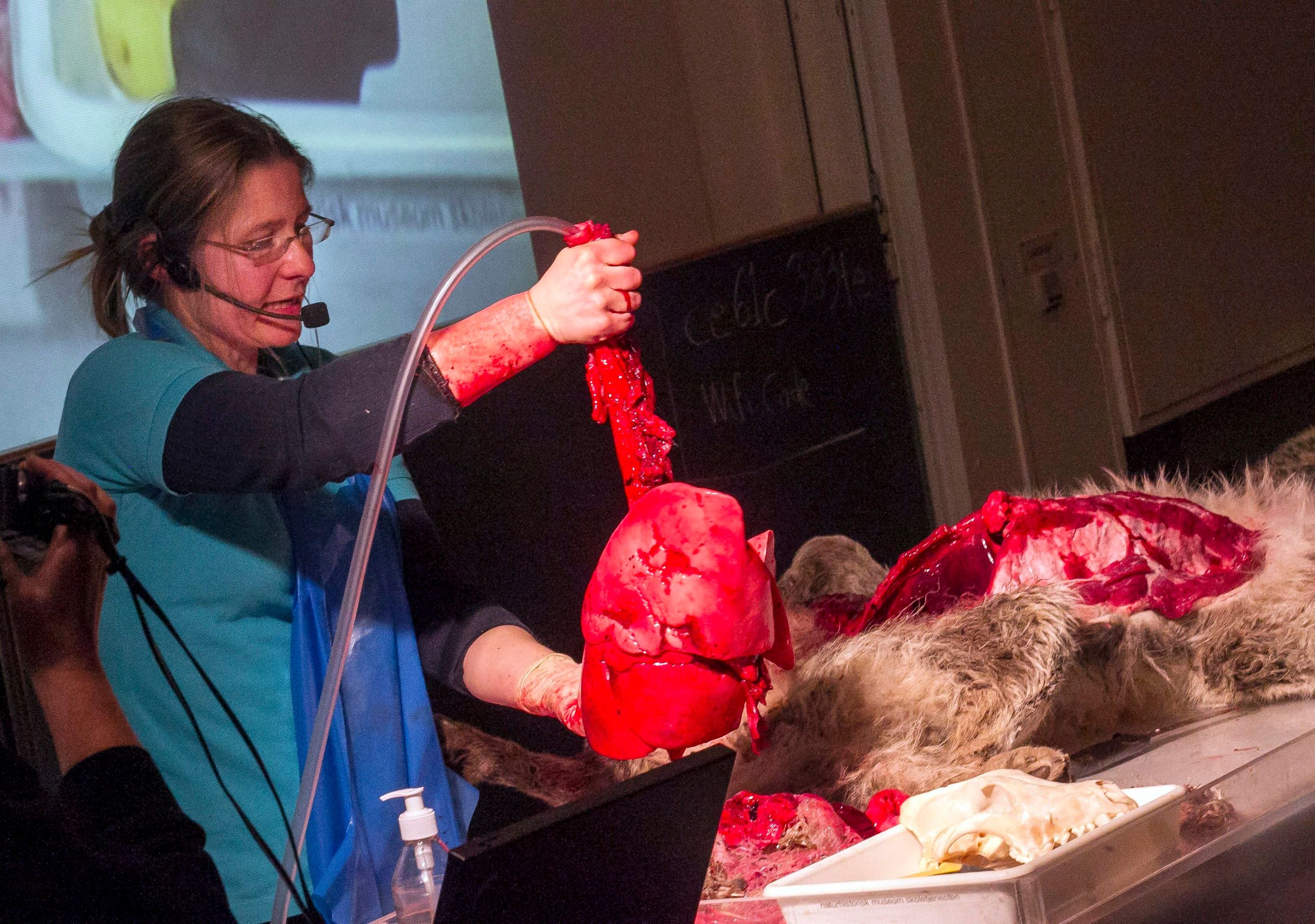 Porcování vlka - 1 - GALERIE: Porcování vlka (1/4)