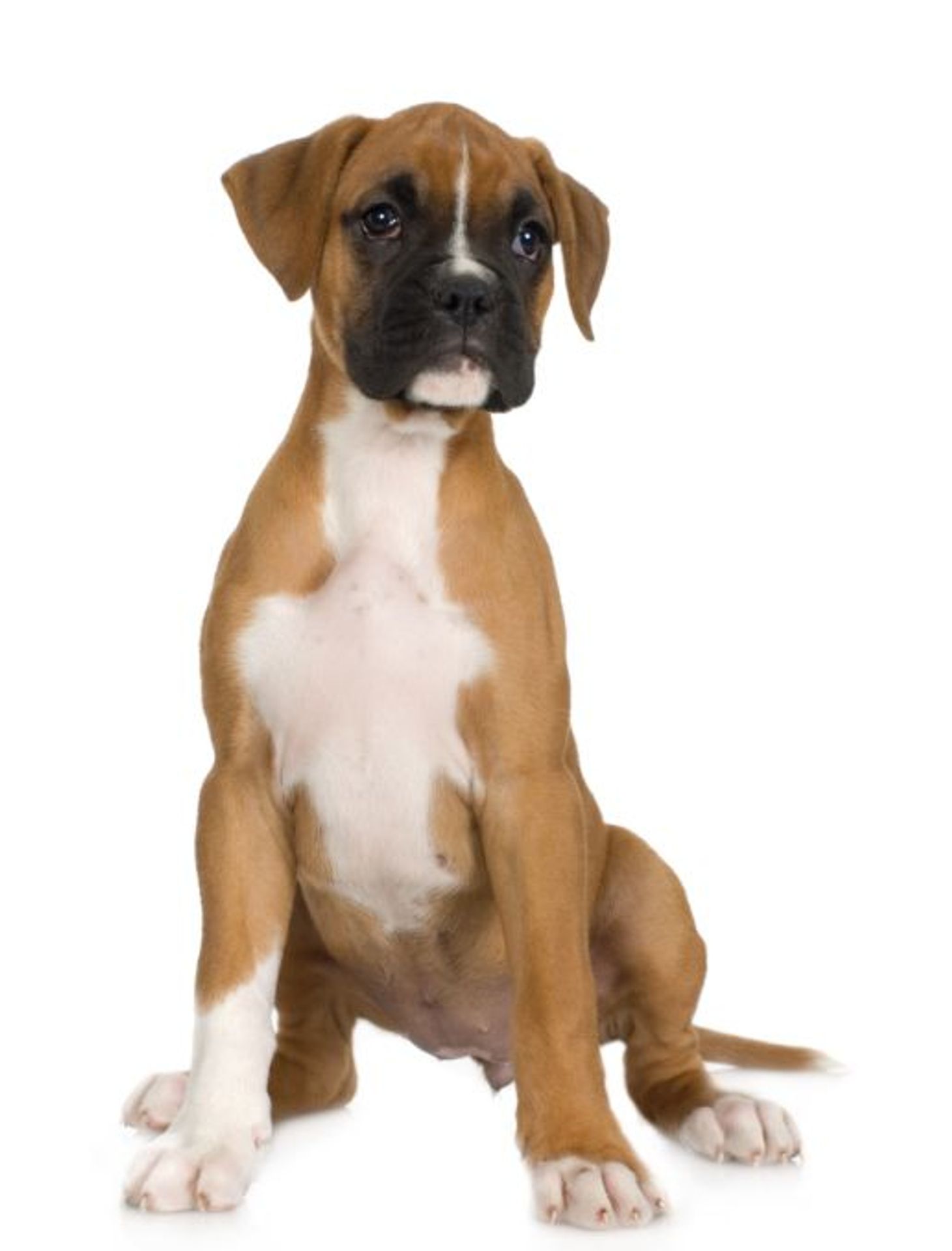Boxer - Přehled psích plemen (6/20)