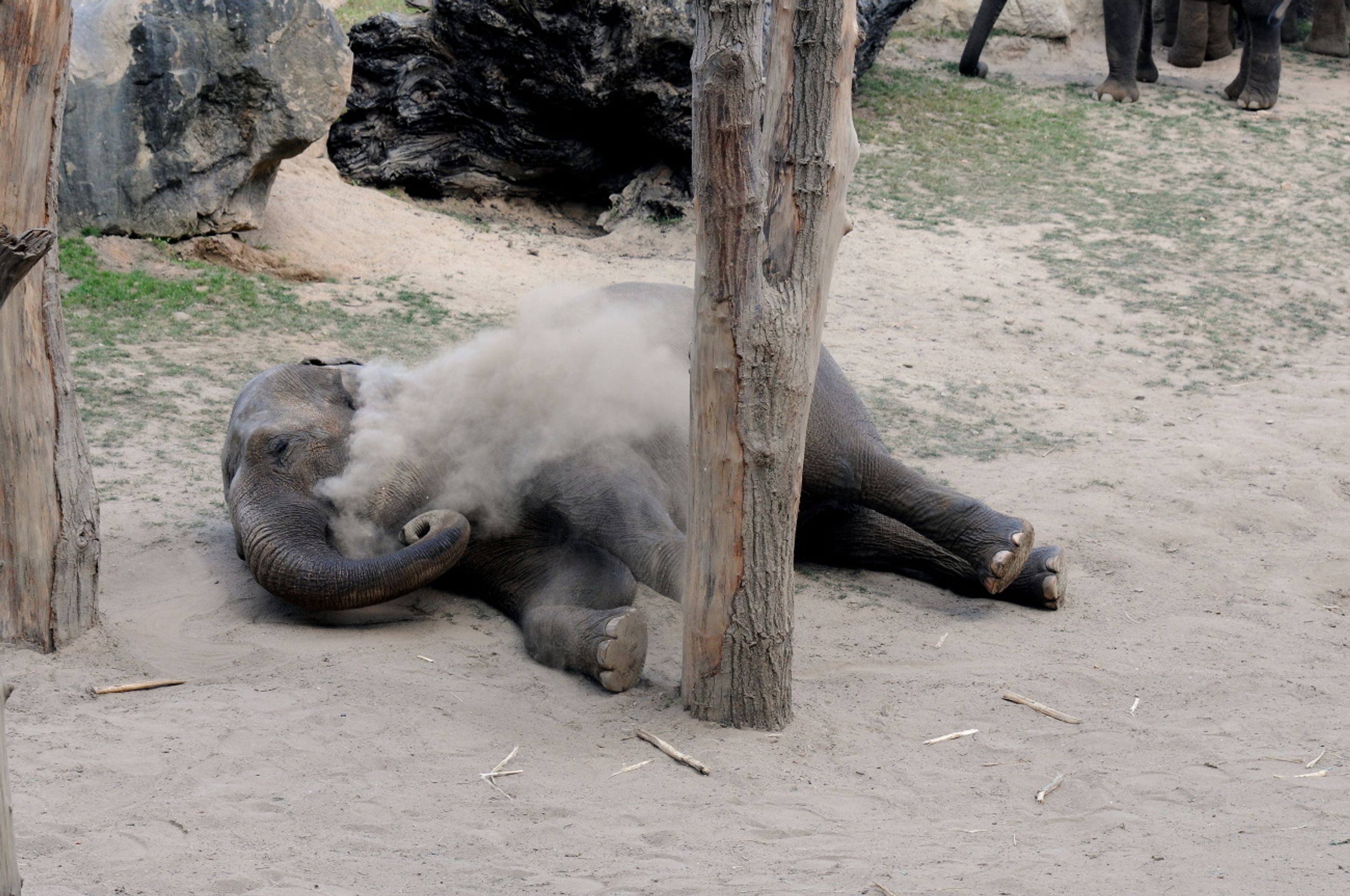 Zoo Praha - 2 - GALERIE: koupání slonů v písku (2/5)