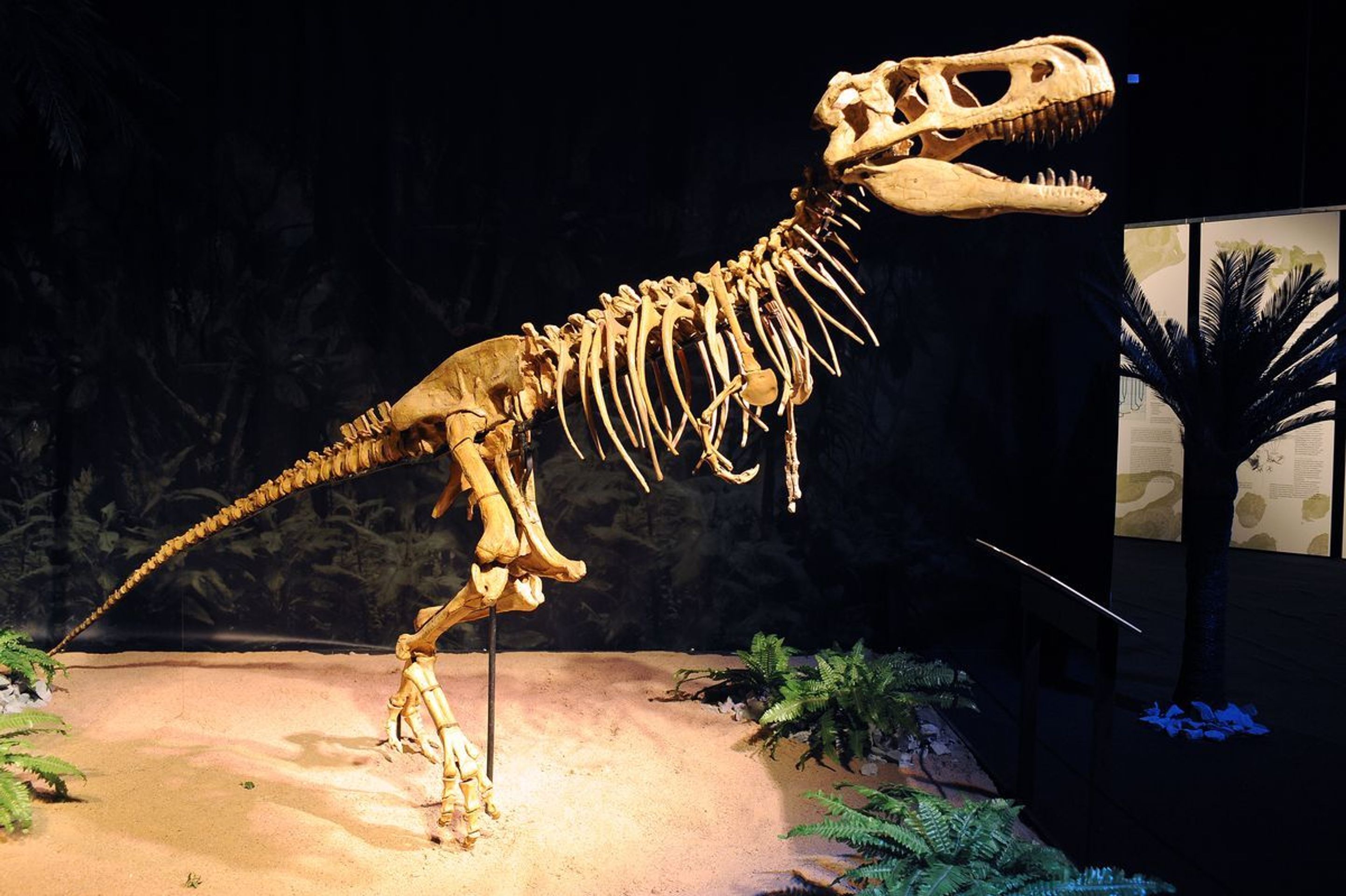 Výstava Dinosaurium - 17 - GALERIE: Výstava Dinosaurium (7/23)