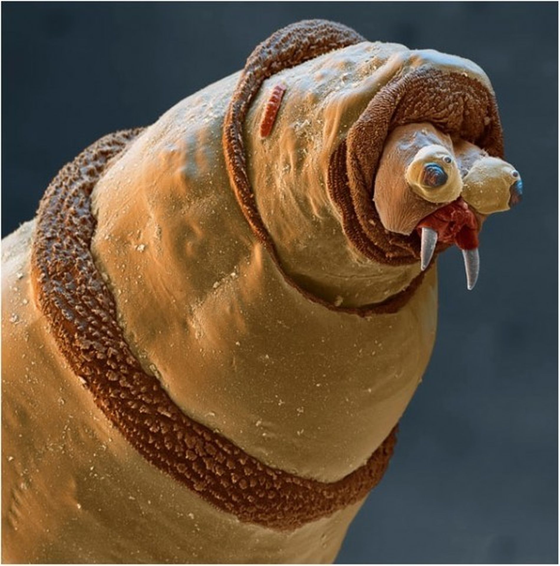 Hmyz pod elektronovým mikroskopem - 6 - GALERIE: Hmyz pod elektronovým mikroskopem (16/20)
