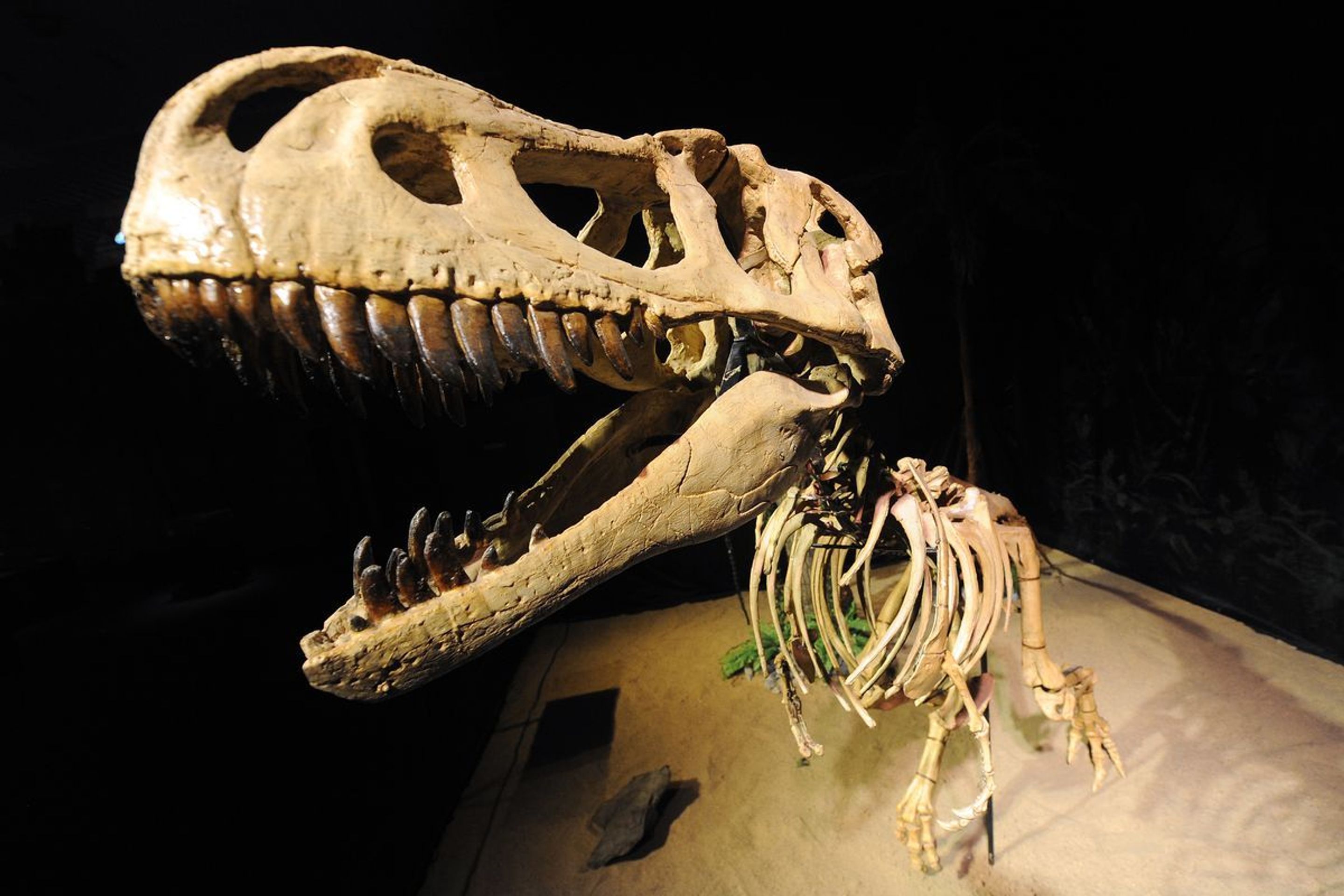 Výstava Dinosaurium - 1 - GALERIE: Výstava Dinosaurium (23/23)