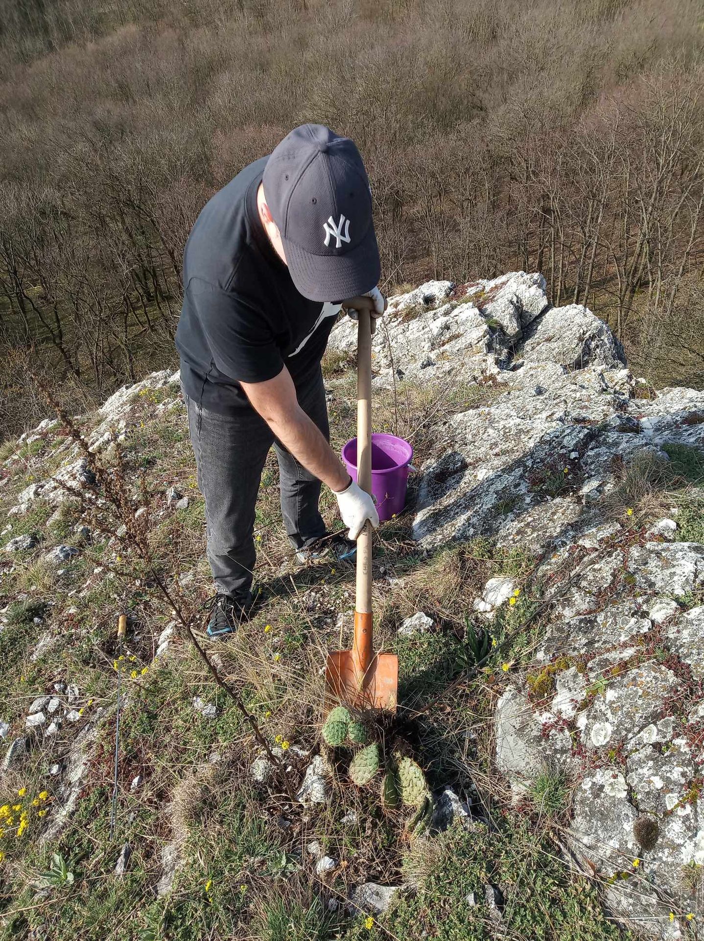 Likvidace kaktusů na Pálavě - Kaktusy na Pálavě (5/6)