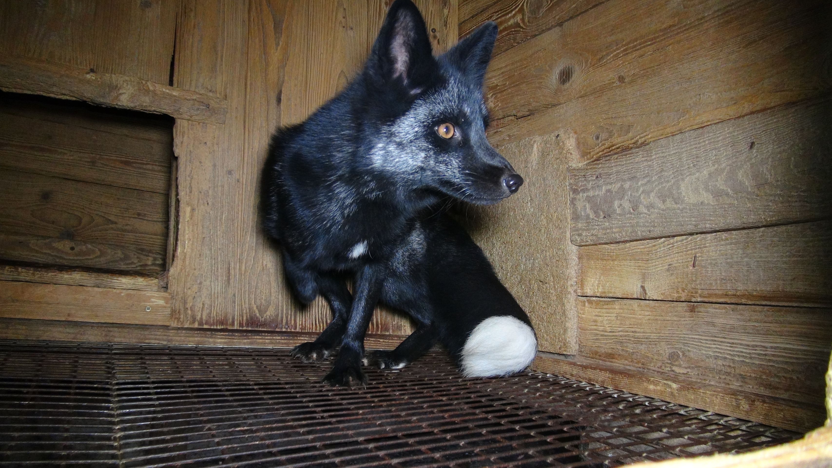 Zubožená zvířata na kožešinových farmách - 6 - Galerie: Zubožená zvířata na kožešinových farmách (11/16)