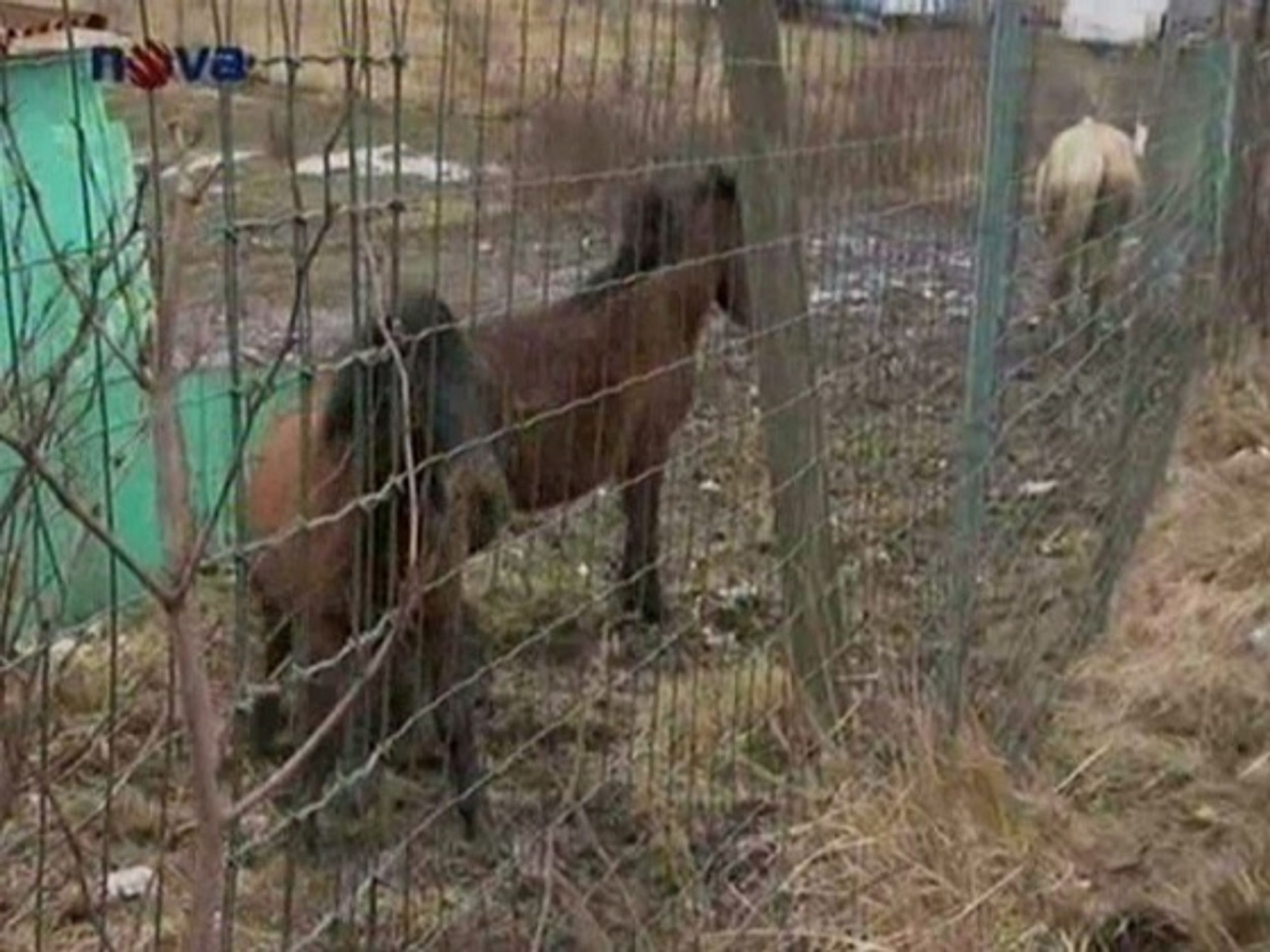 Trýzněné koně z reportáže - Otřesné týrání koní (2/2)
