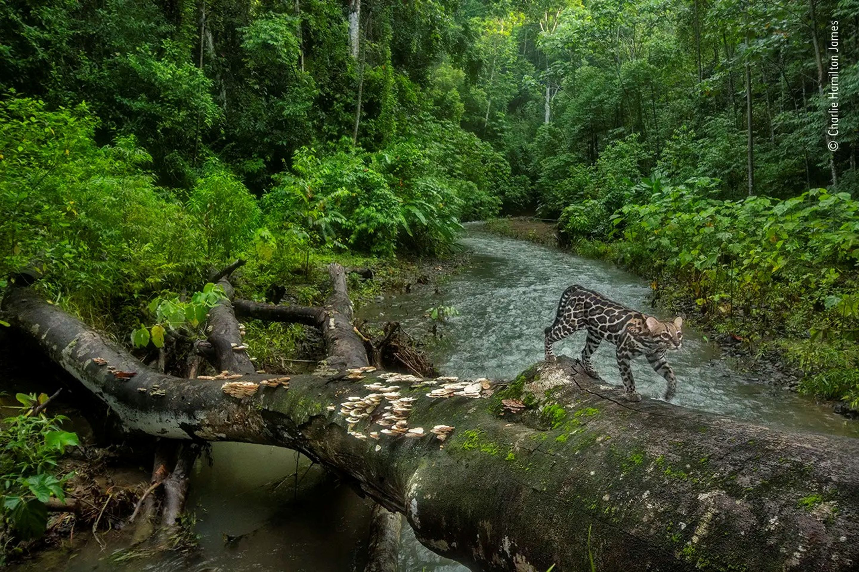 Wildlife Photographer of the Year - Charlie Hamilton James - GALERIE: Wildlife Photographer of the Year (4/10)