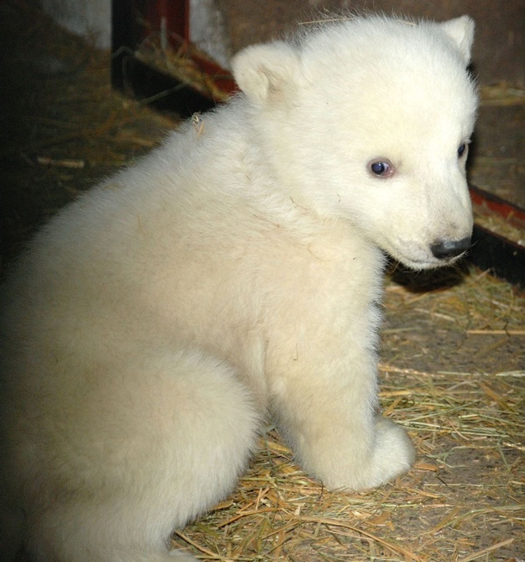 Lední medvíďata z brněnské zoo - Fotogalerie - lední medvědi v brněnské zoo (1/9)
