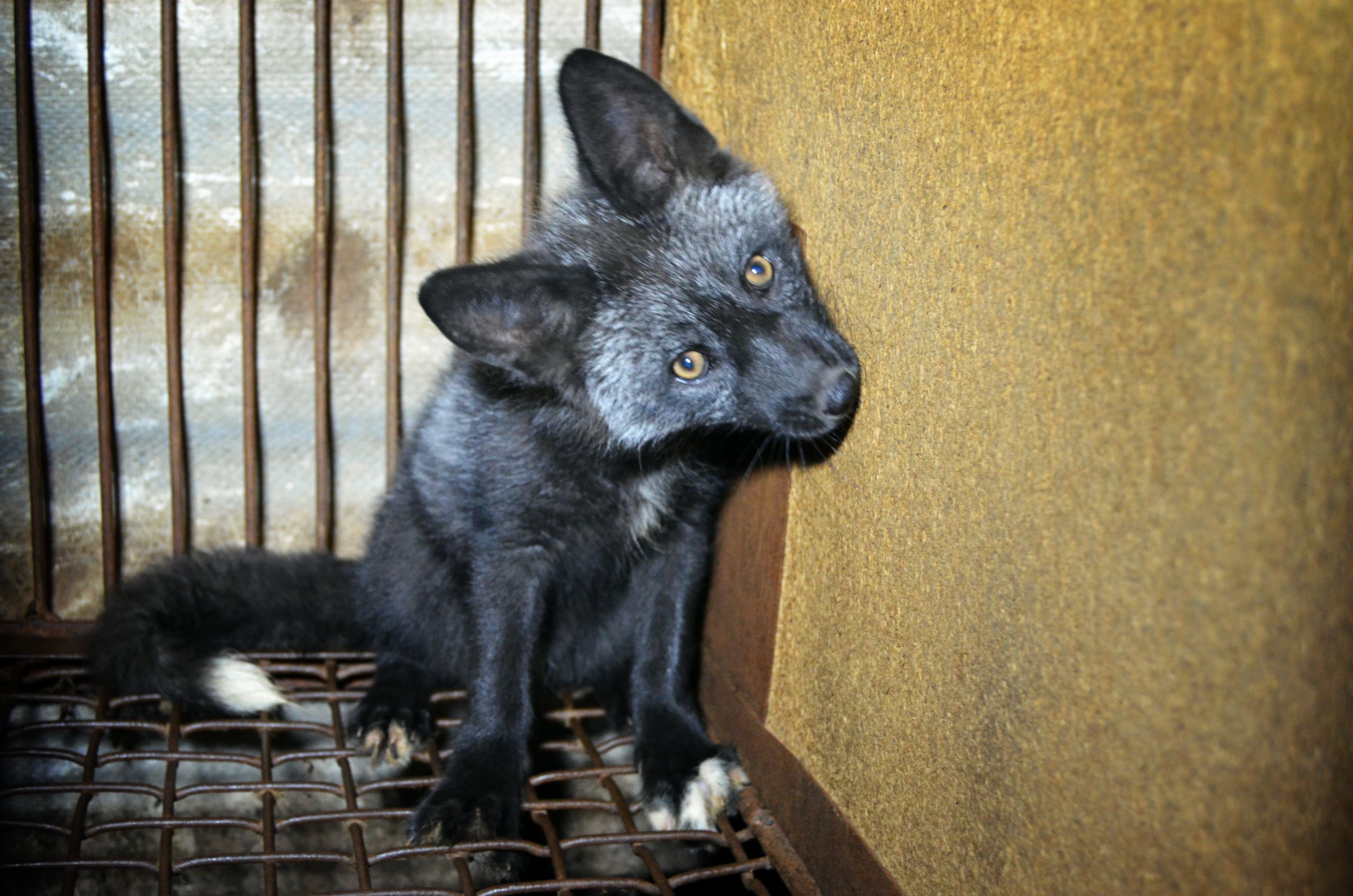 Zubožená zvířata na kožešinových farmách - 1 - Galerie: Zubožená zvířata na kožešinových farmách (16/16)
