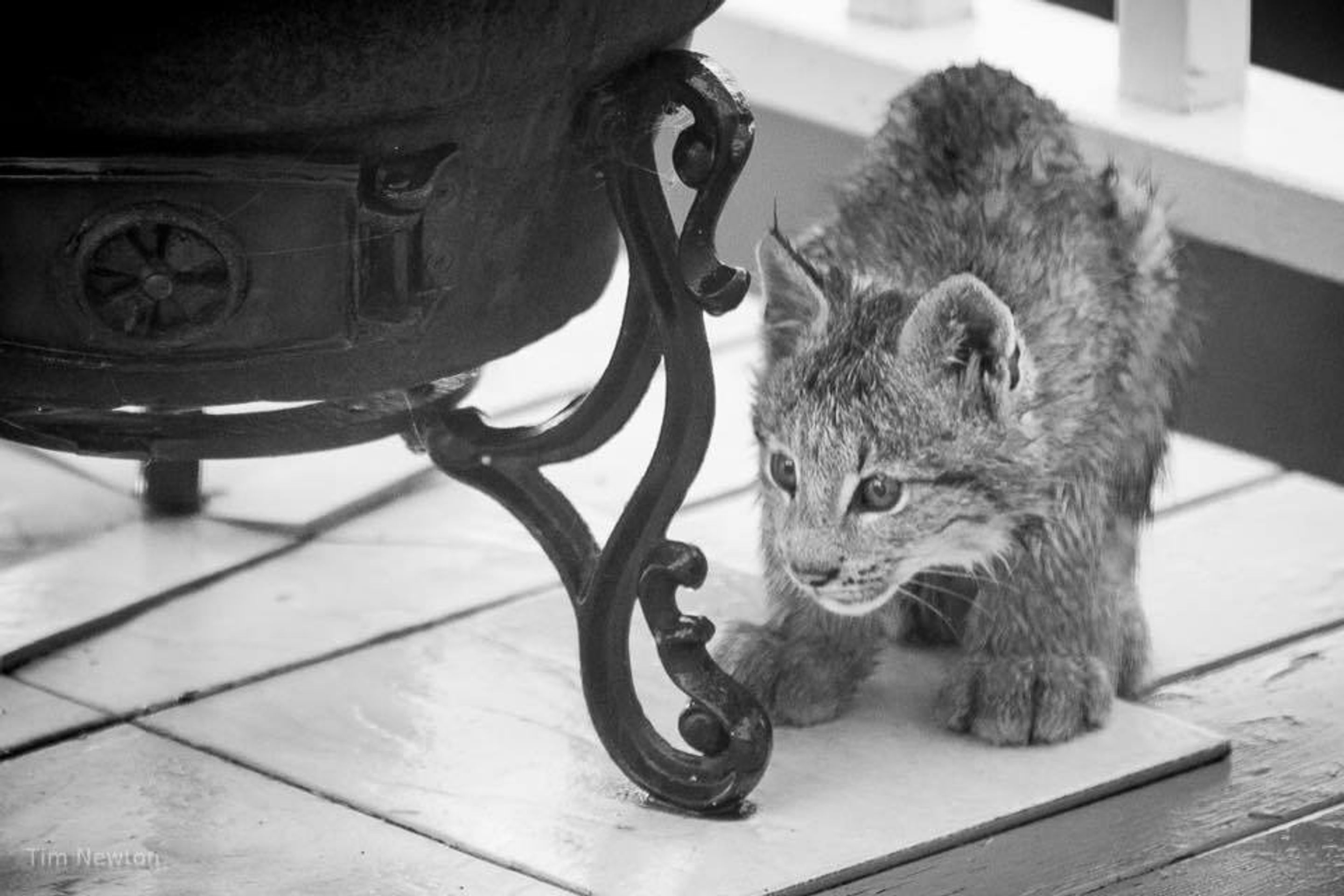 Rysové skotačili na verandě fotografa - 4 - GALERIE: Rysové skotačili na verandě fotografa (4/12)