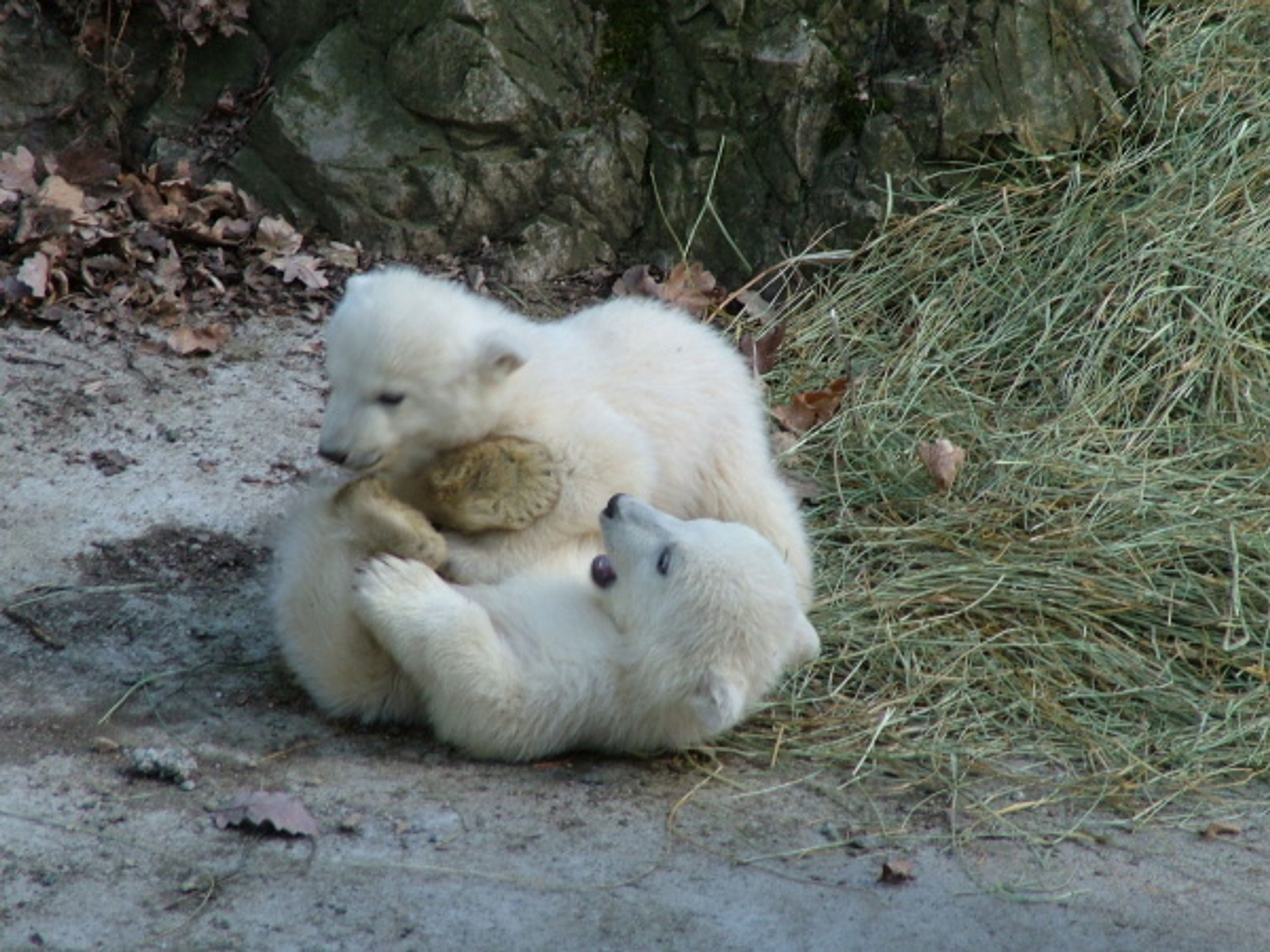 Lední medvědi z brněnské zoo - Fotogalerie - lední medvědi v brněnské zoo (4/9)