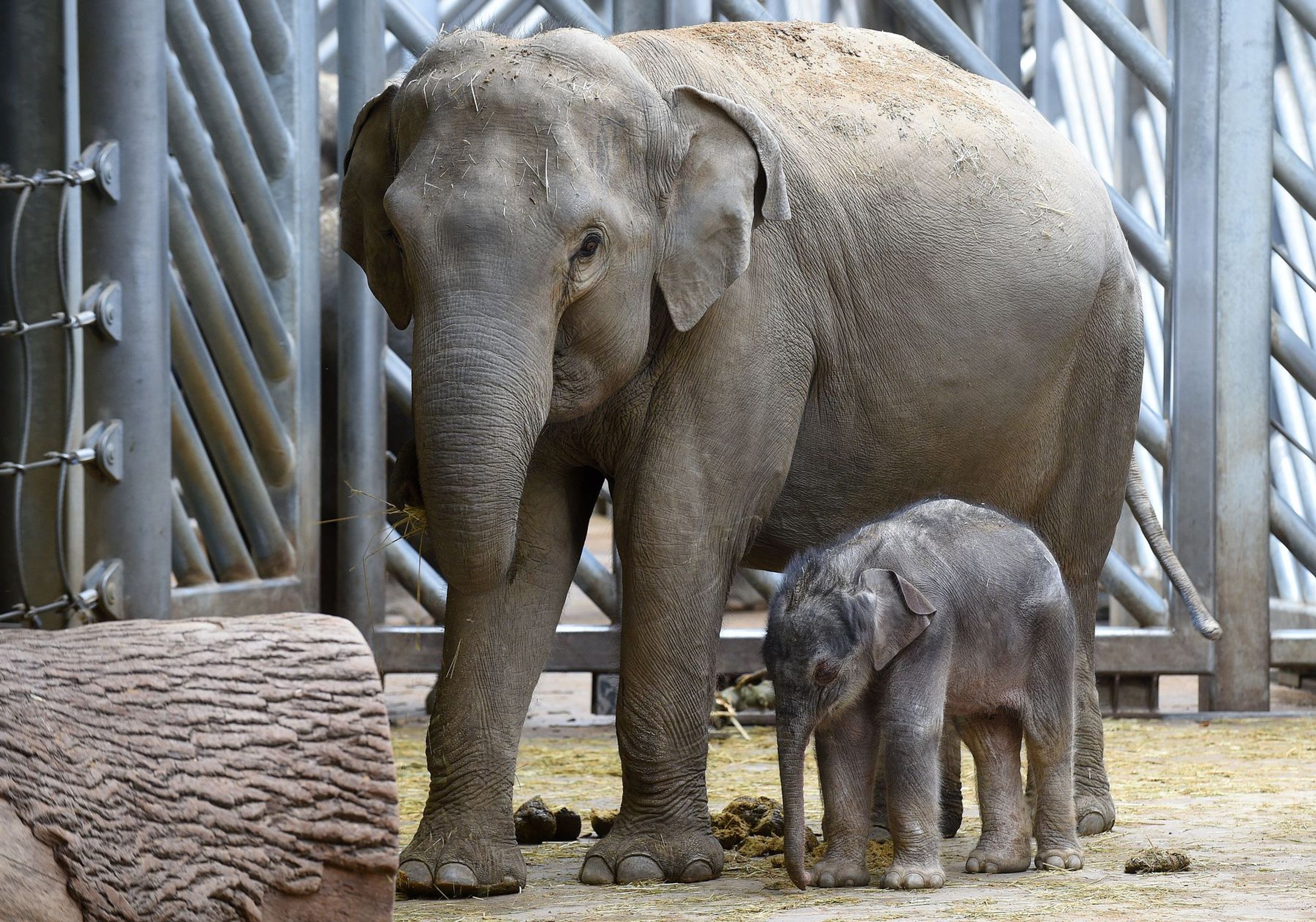 Slůně v pražské zoologické zahradě - 7 - GALERIE: Slůně v pražské zoologické zahradě (7/9)