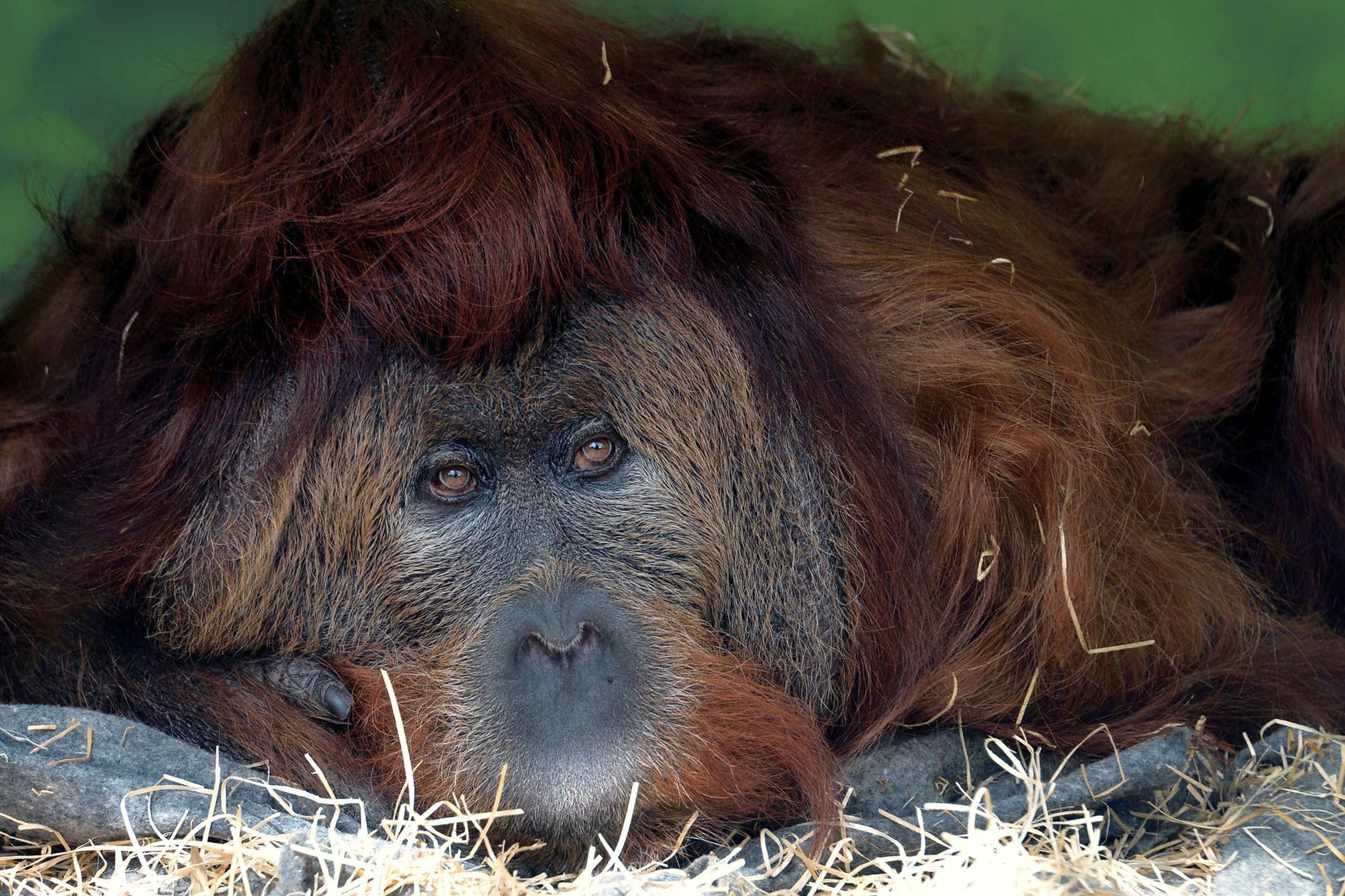 Orangutan Ferda (3) - Orangutan Ferda (7/7)