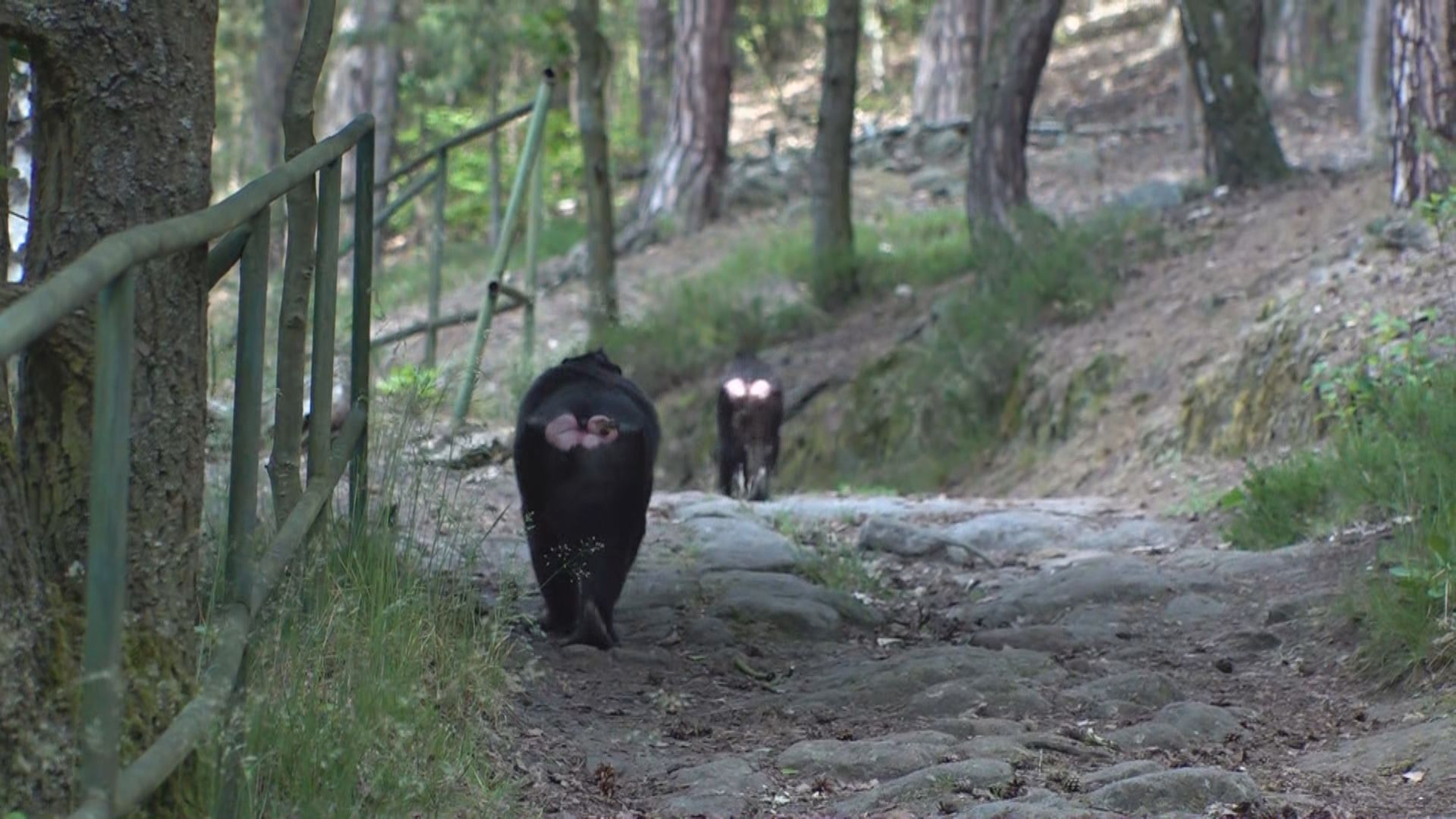 Makak Děčínská zoo - Makakové z Děčínské zoo (6/8)