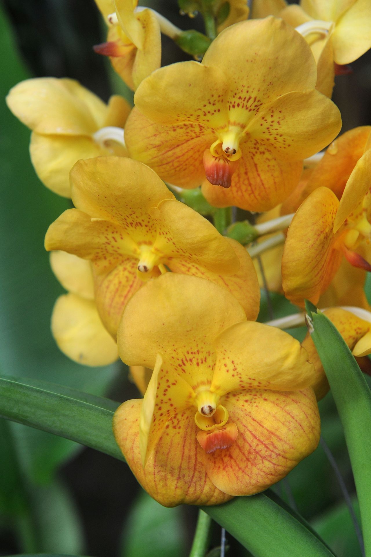 Výstava orchidejí - 22 - GALERIE: Orchideje v pražské botanické zahradě (20/29)